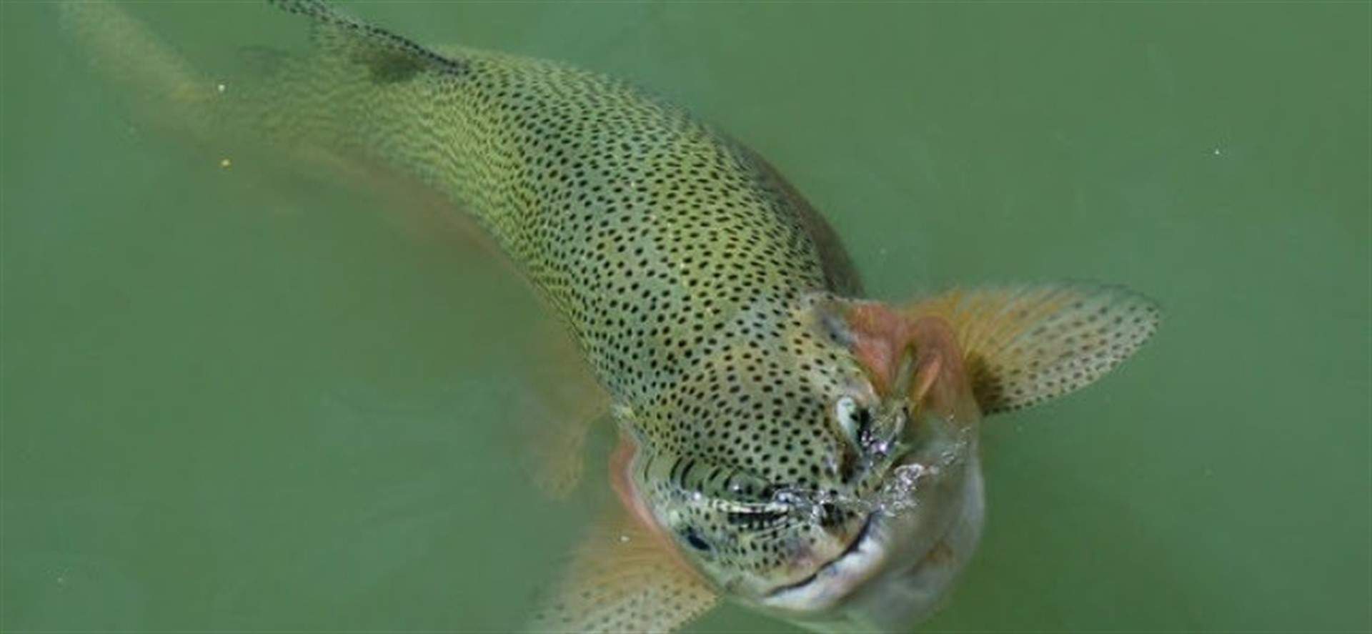pesca