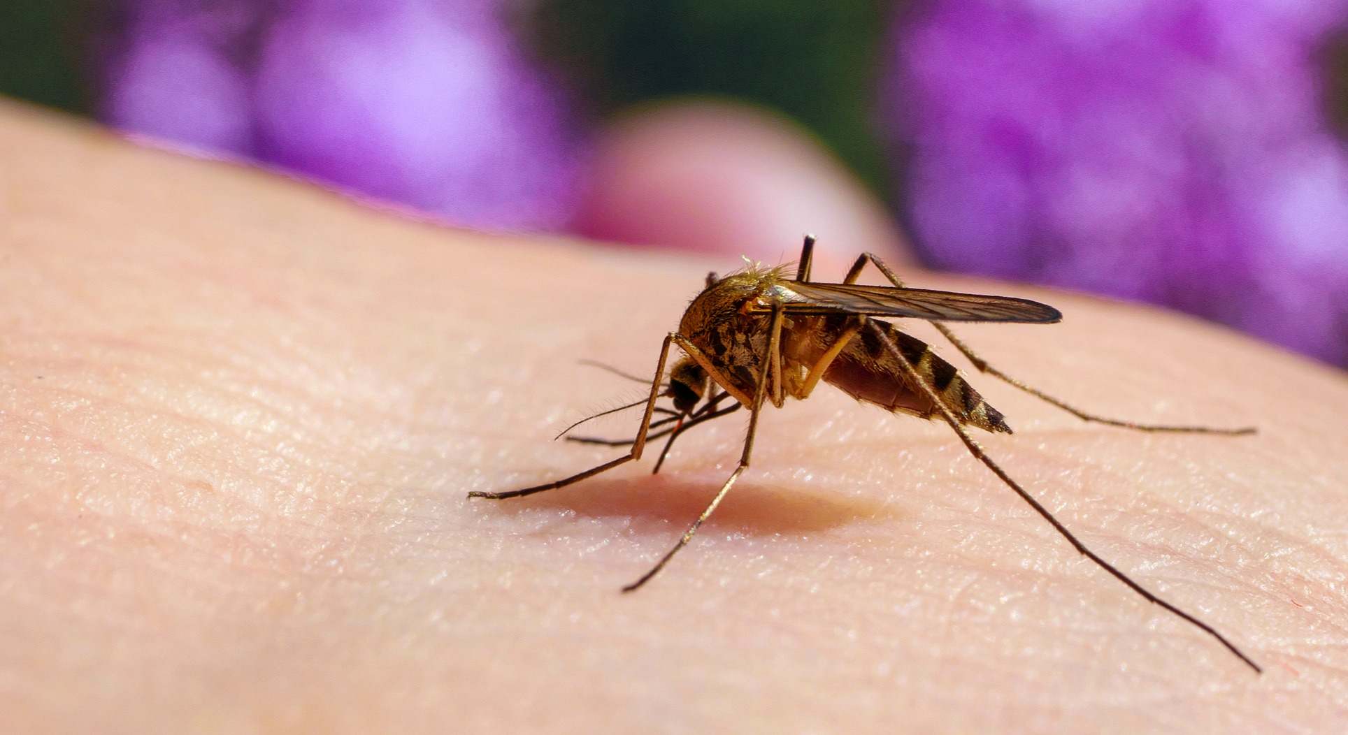 Imagen al detalle de un mosquito. / Foto: iStock