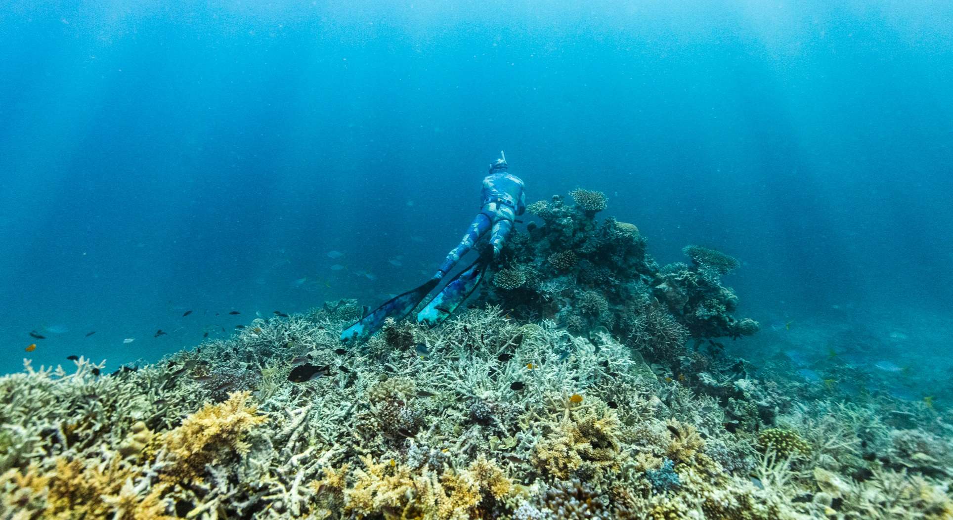 Un buzo explora las profundidades marinas. / Foto: iStock