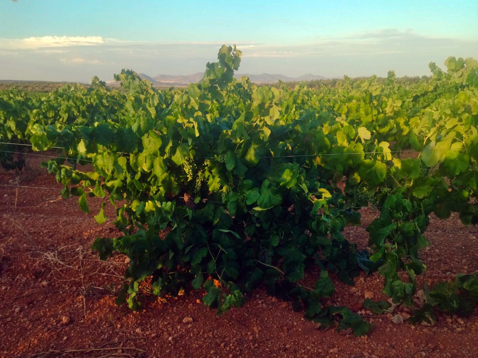 Uva de cava