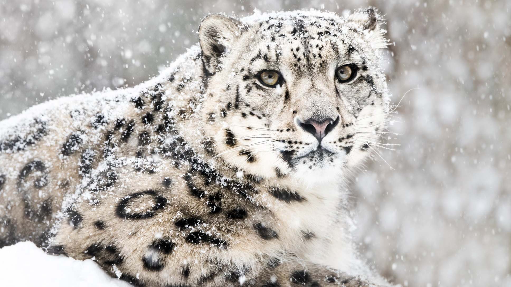 Leopardo de las nieves