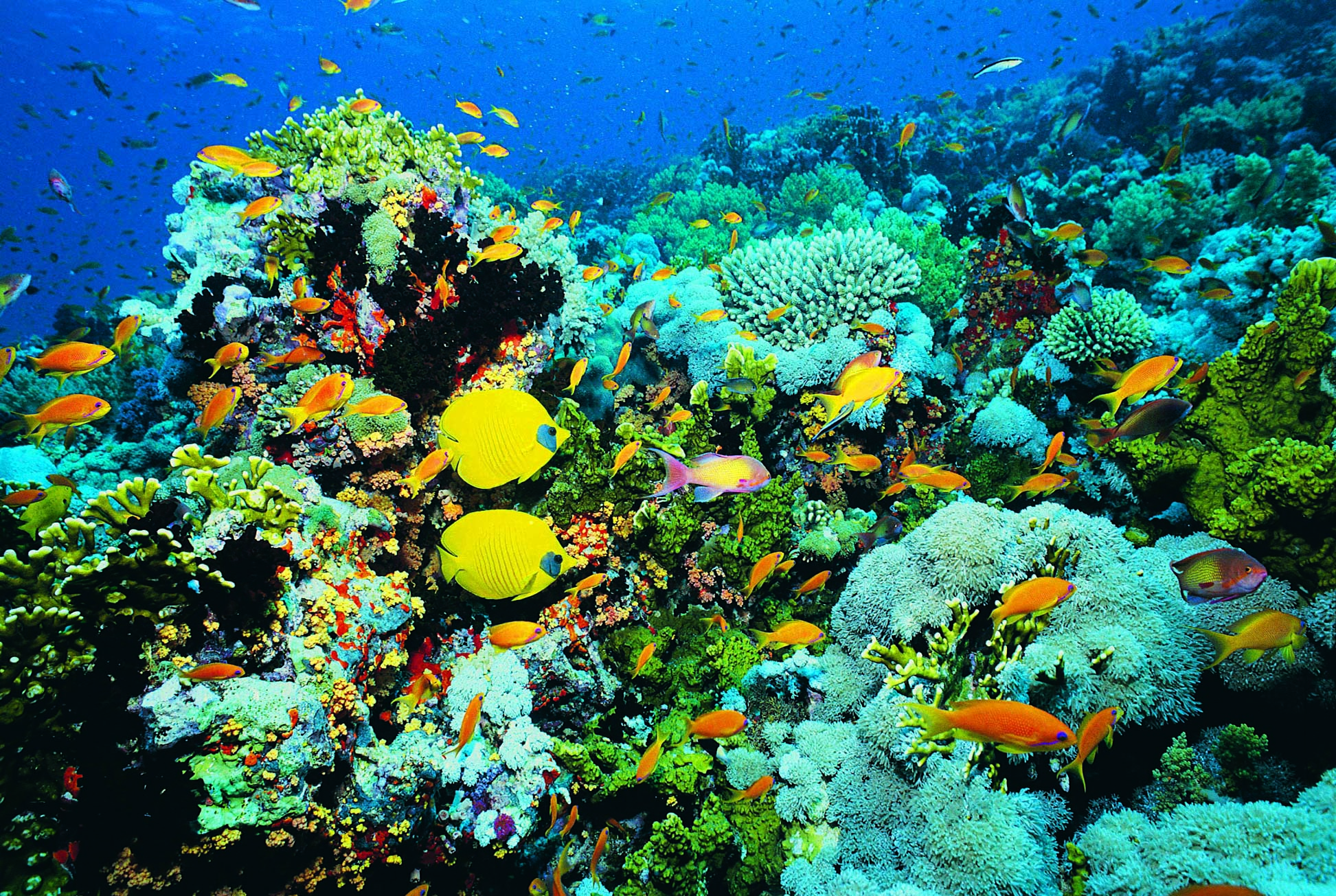 Peces