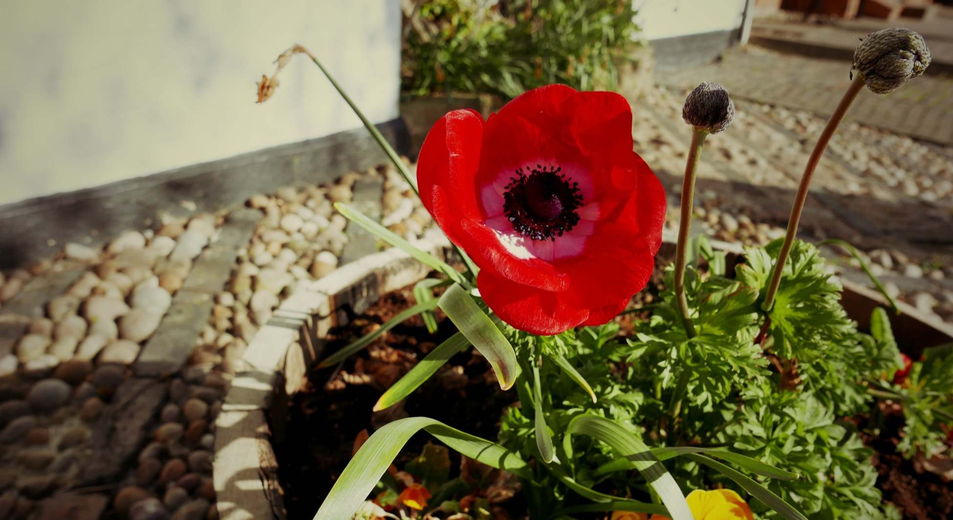 Amapola en una maceta