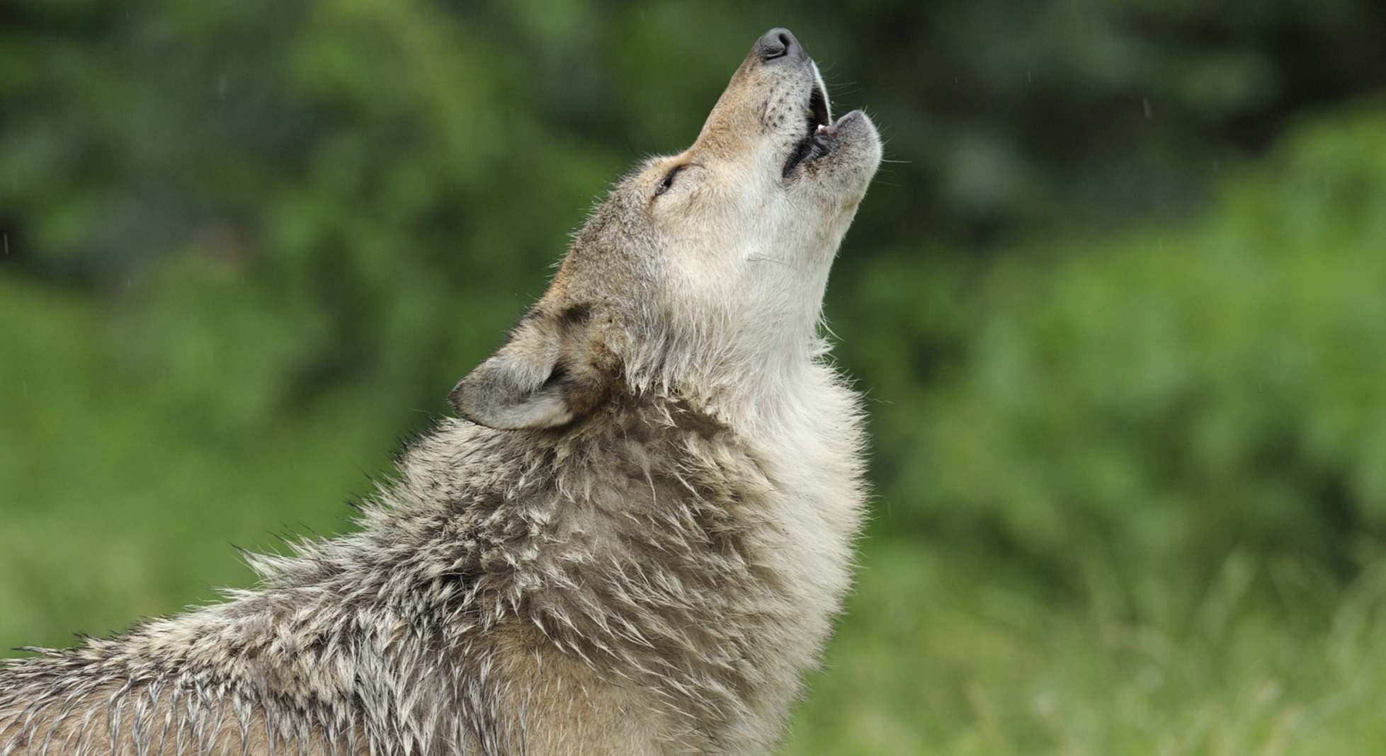 Lobo. / Foto: Dreamstime.