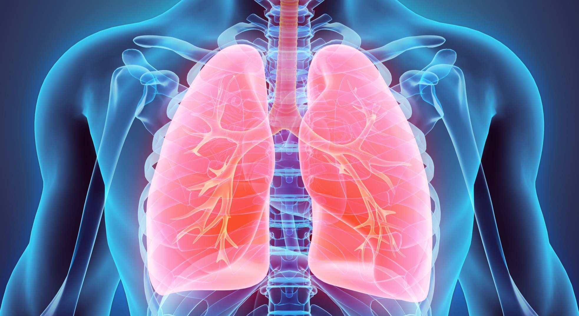 Pulmones