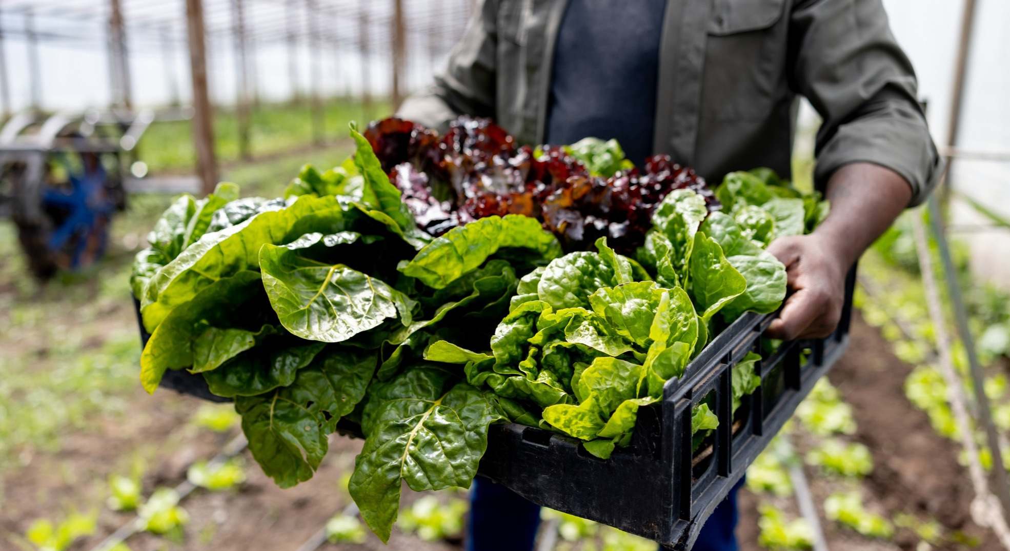 Hombre recolectando lechuga en un invernadero