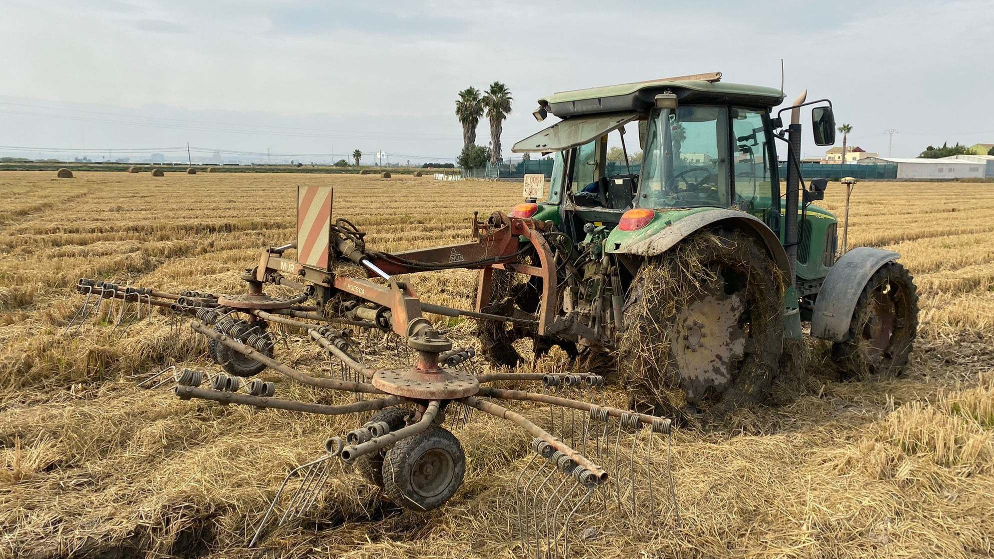 Un campo de arroz en La Albufera de Valencia.