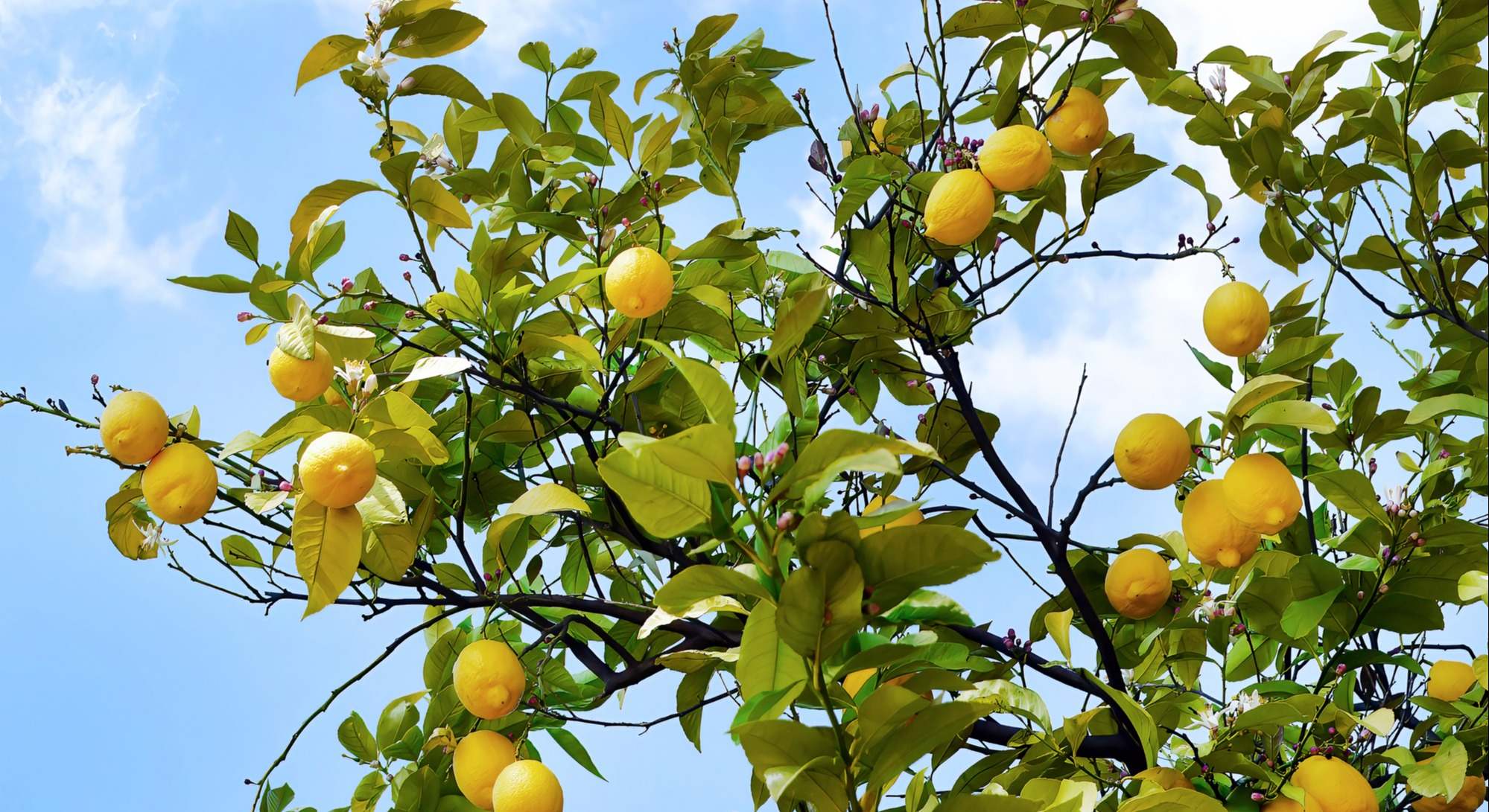 Limonero