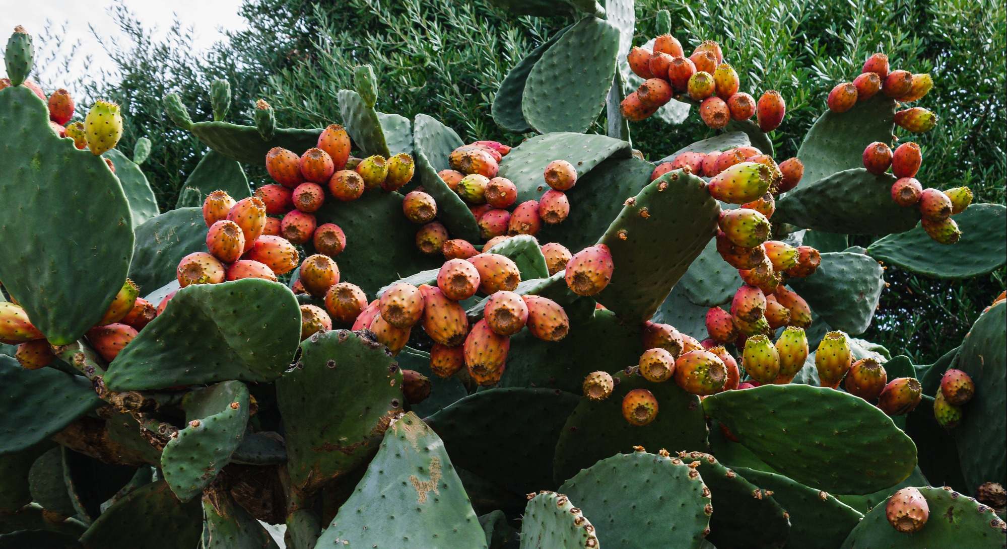 Primer plano de una higuera cargada de tunas o nopales
