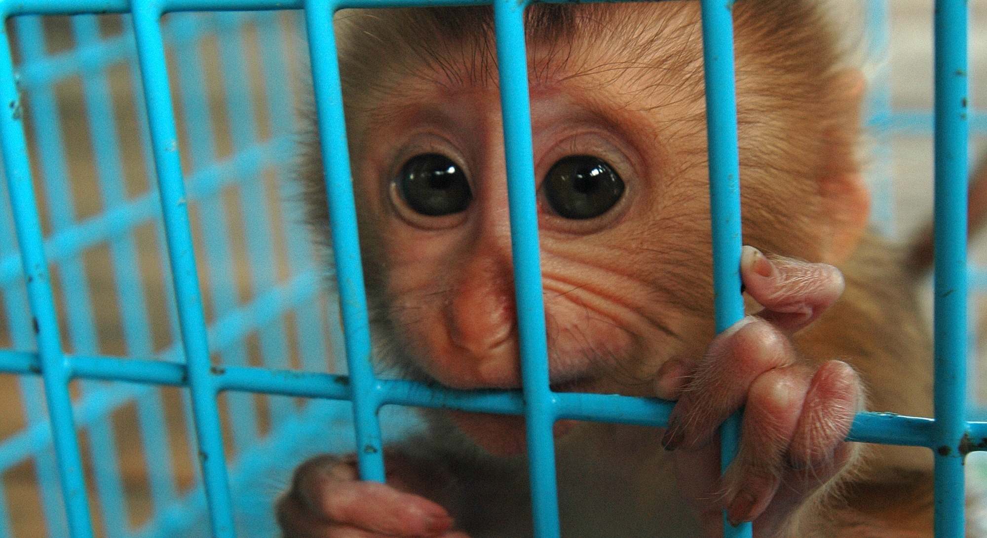 Mono de laboratorio. Foto: iStock