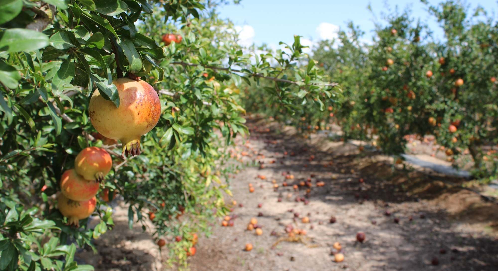 Cultivo dañado de la Granada Mollar de Elche