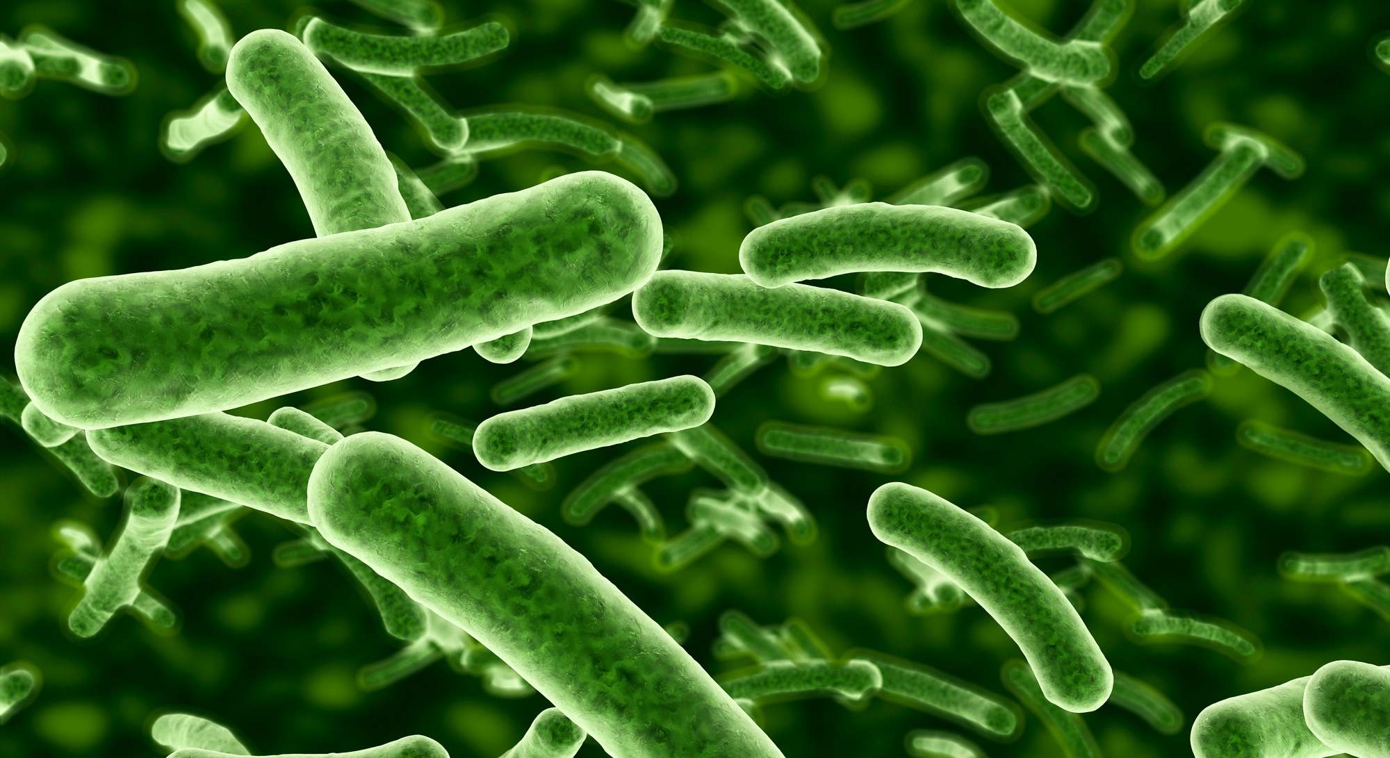 Flujo de bacterias