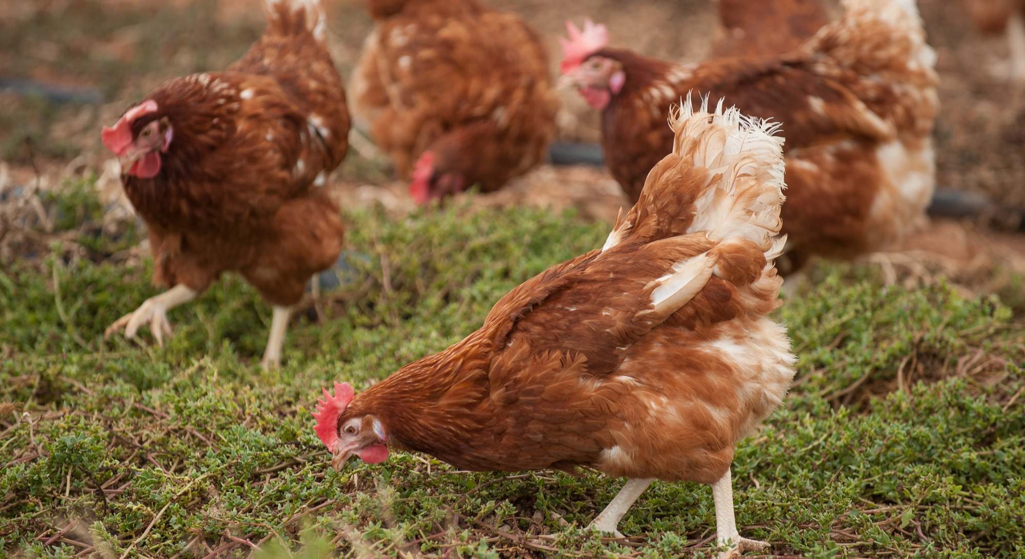Gallinas en una granja de Guillén.