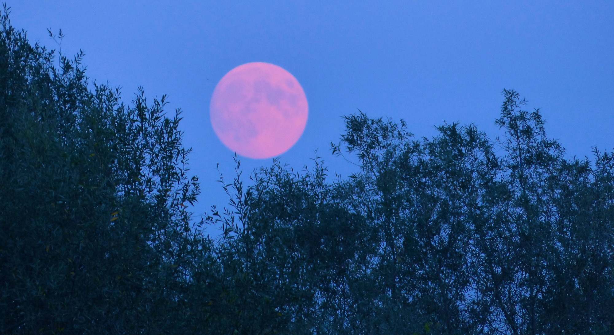 Luna llena de fresa en el mes de junio. / Foto: iStcok