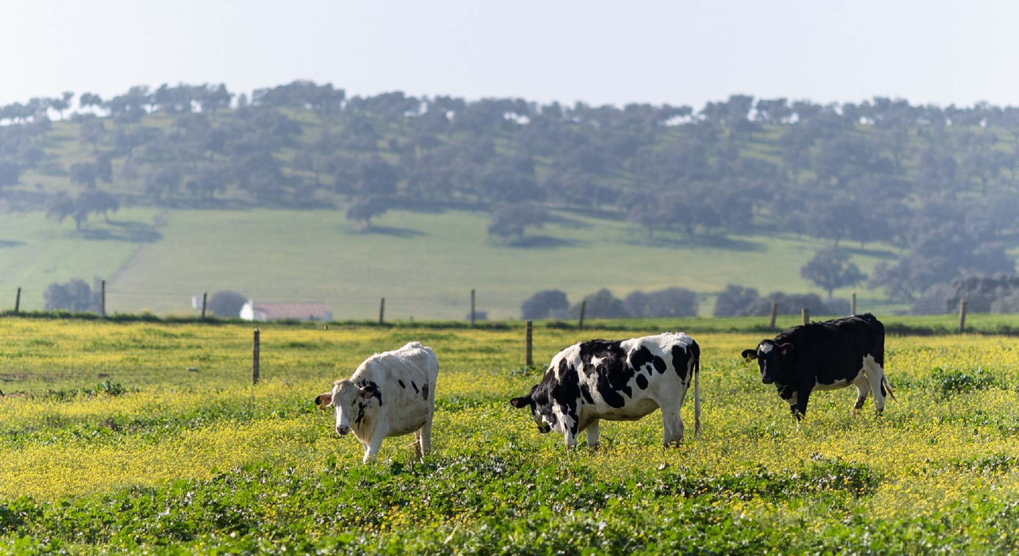 La cooperativa andaluza Covap es proveedor de leche de Mercadona.