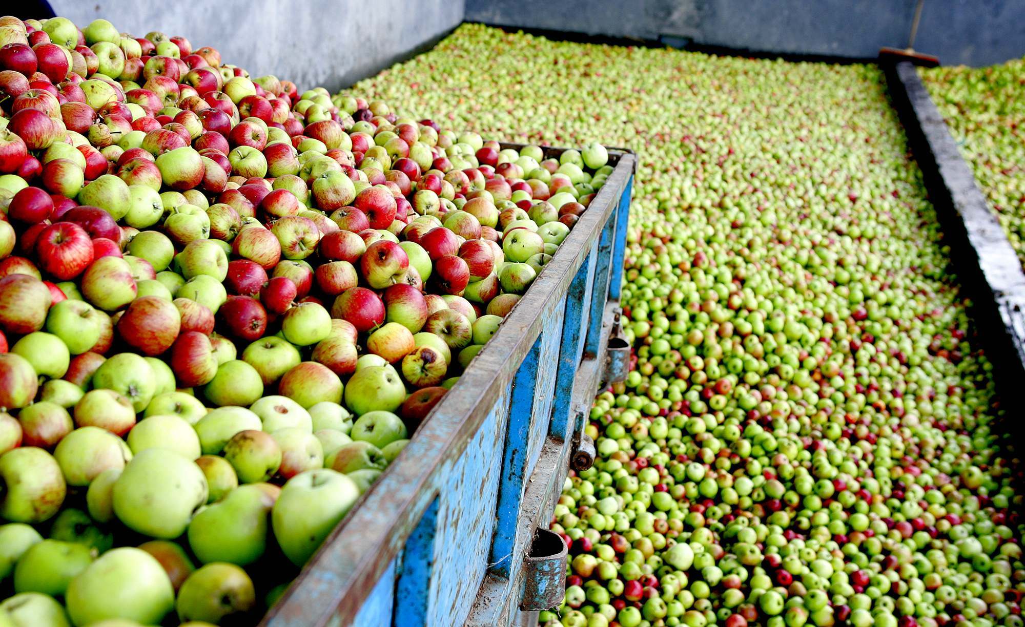 Recogida de manzana en la planta que Custom Drink tiene en Chantada (Lugo).