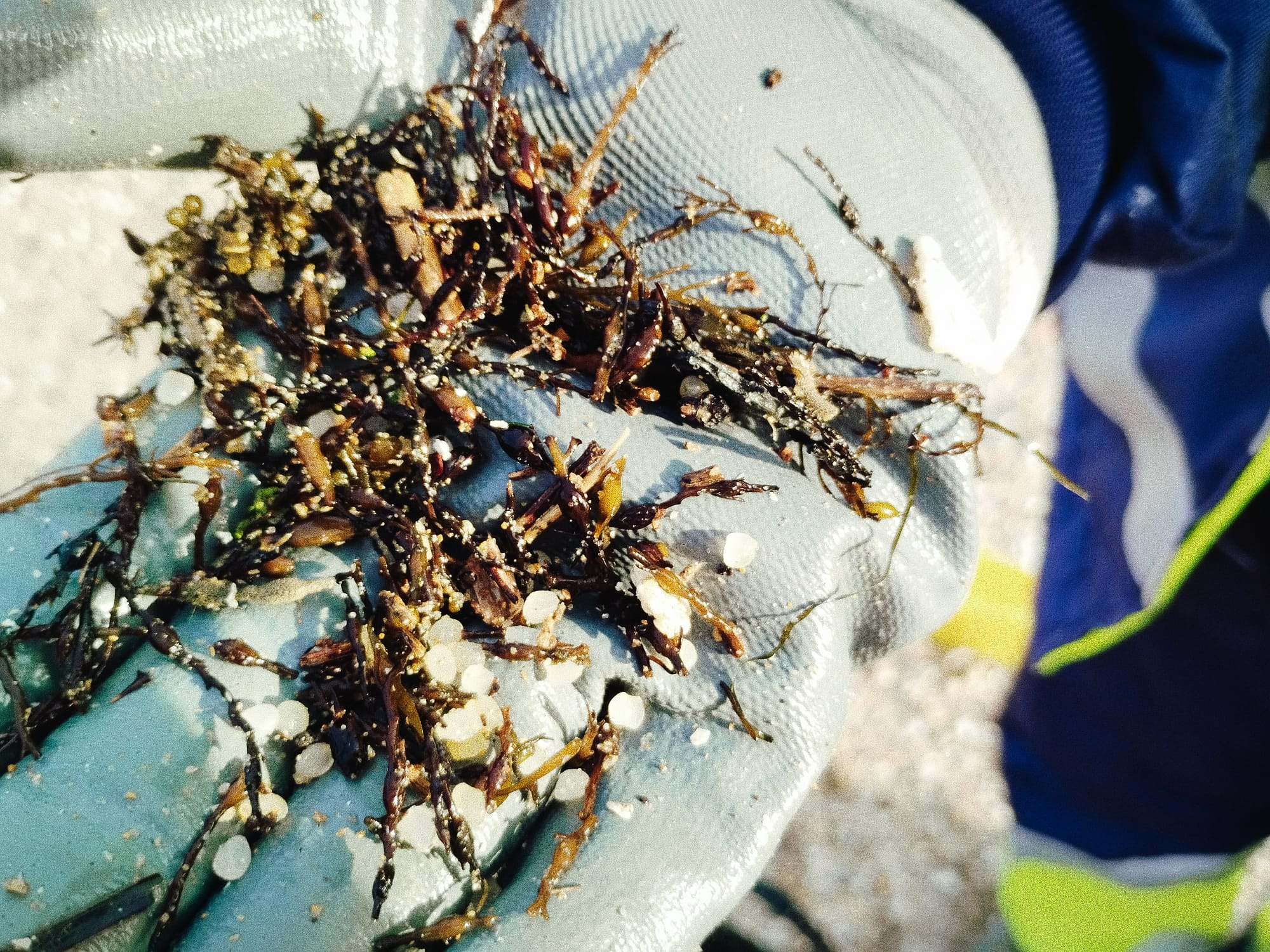 Pellets encontrados esta mañana en la playa urbana de Sada.