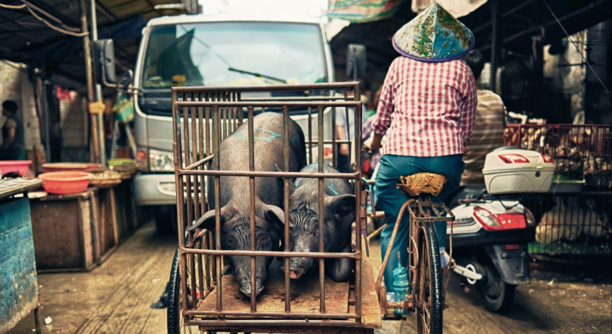 cerdo-china-mercado