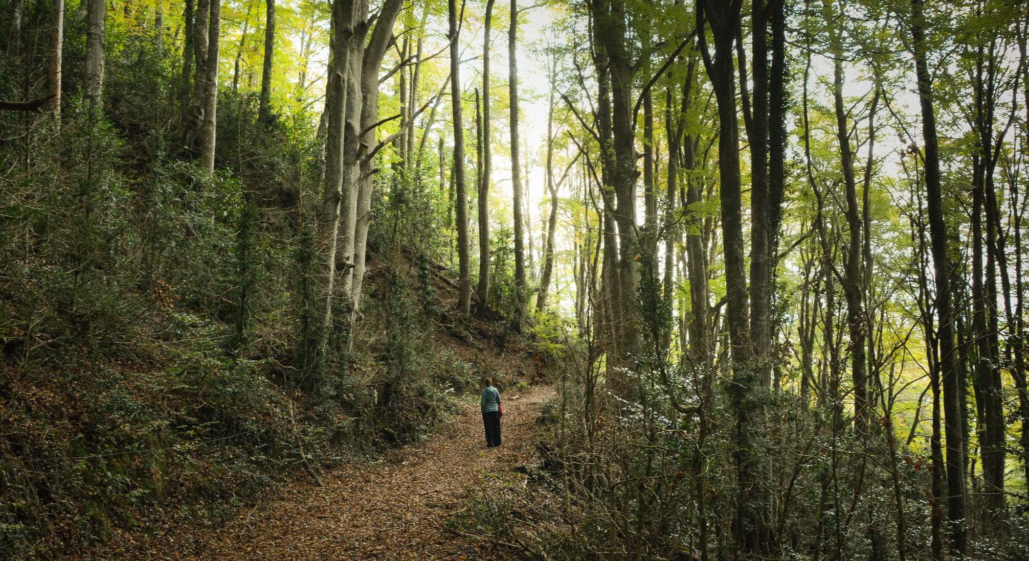 Bosque de árboles con una persona en el centro