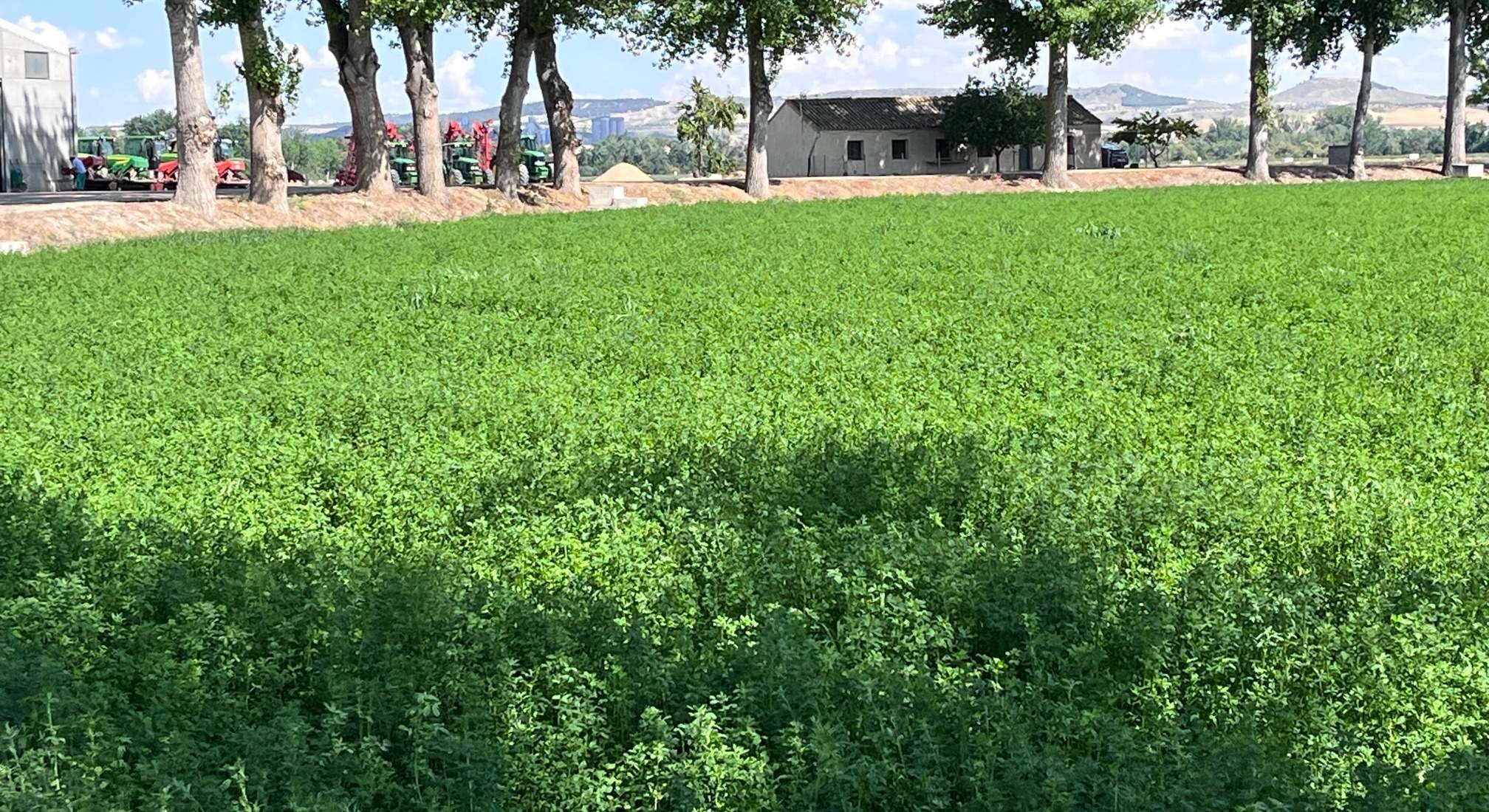alfalfa