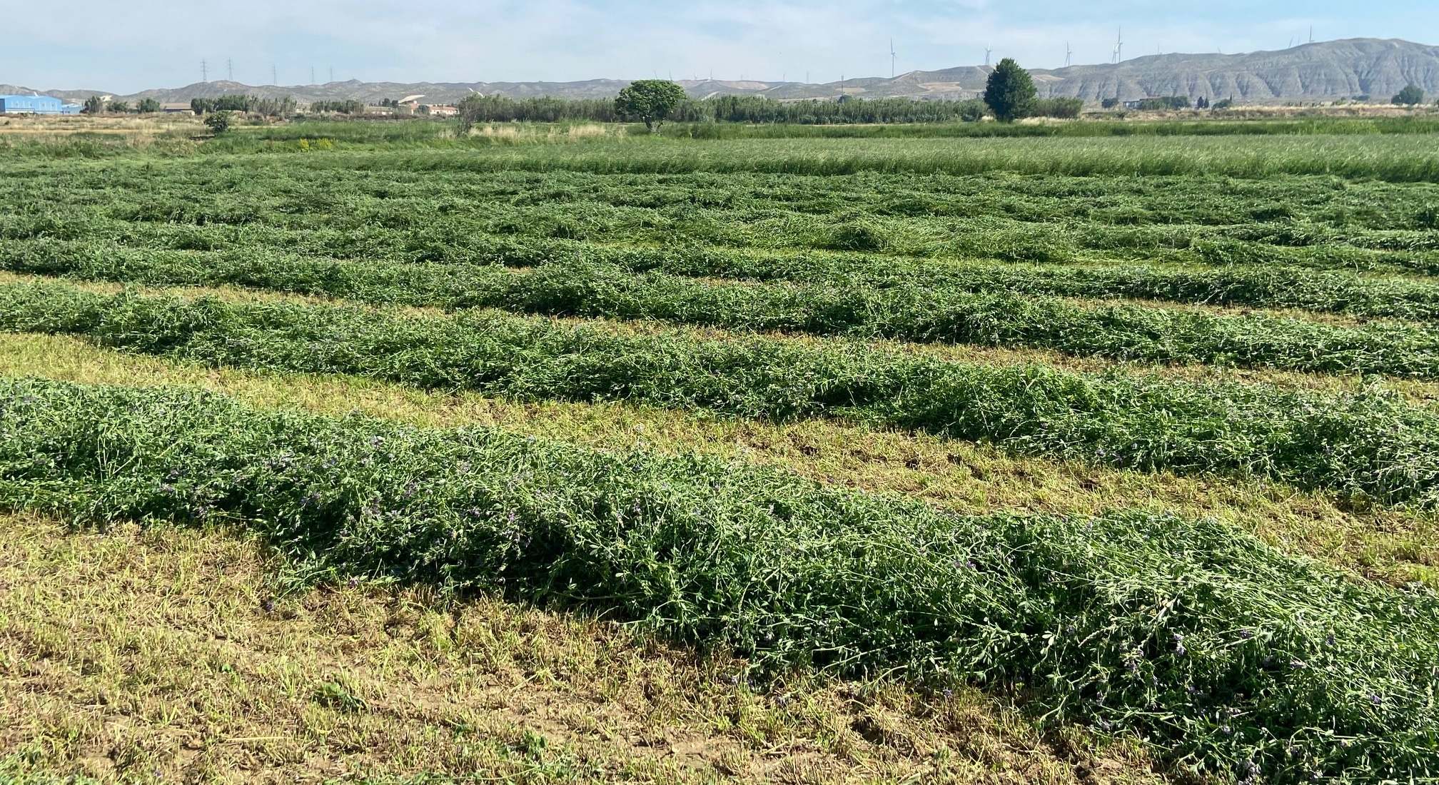 alfalfa