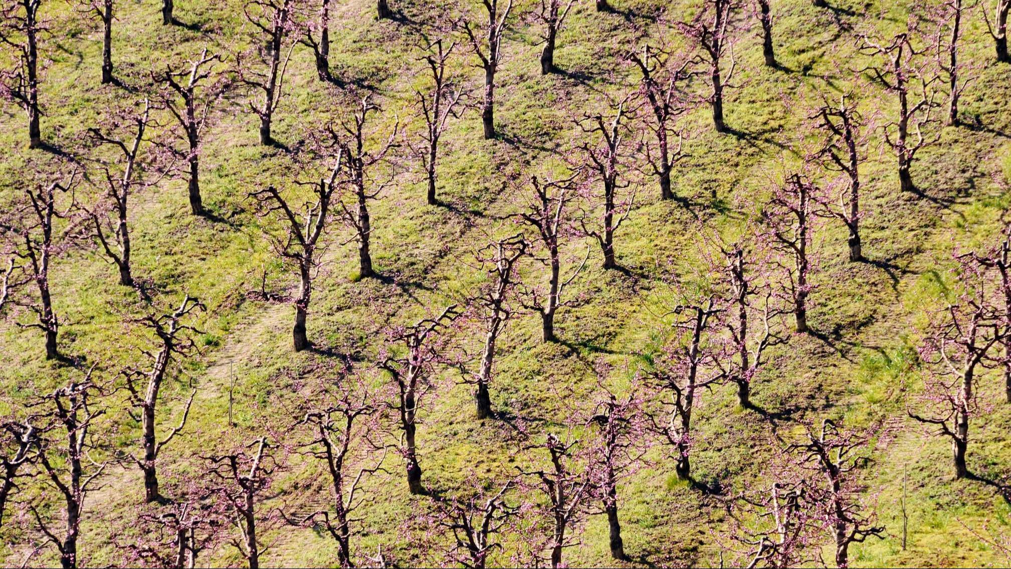 Plantación almendros