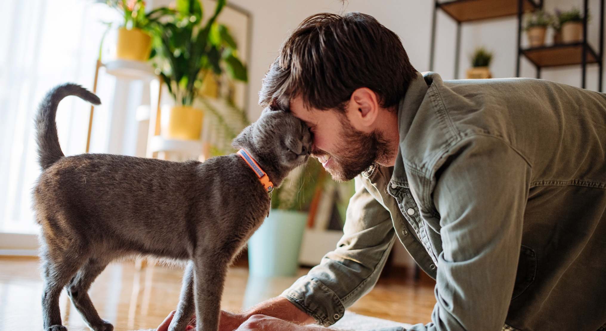 Gato con humano