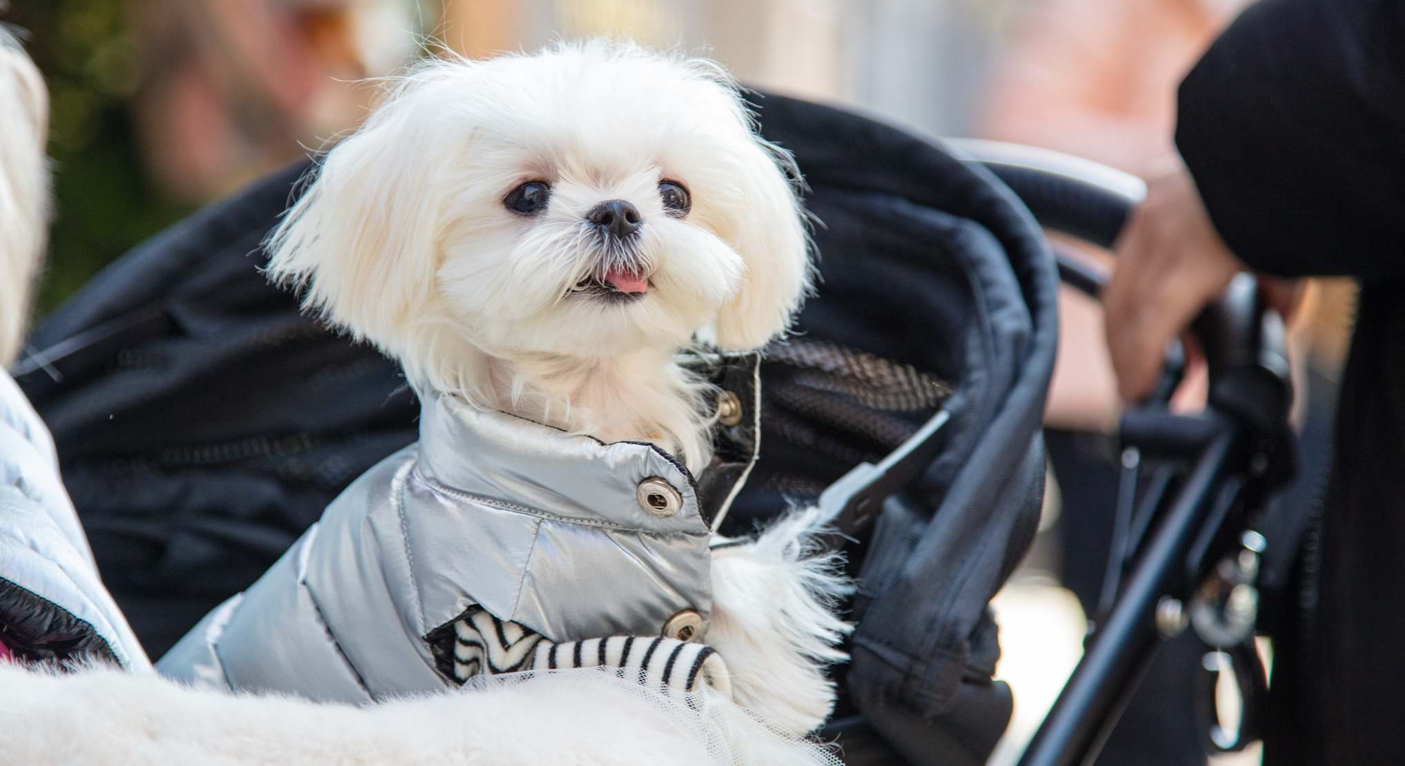 Perro en un carrito