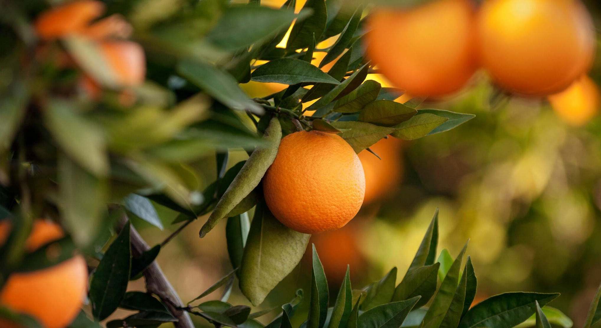 Mandarinas de Citri&Co. EE