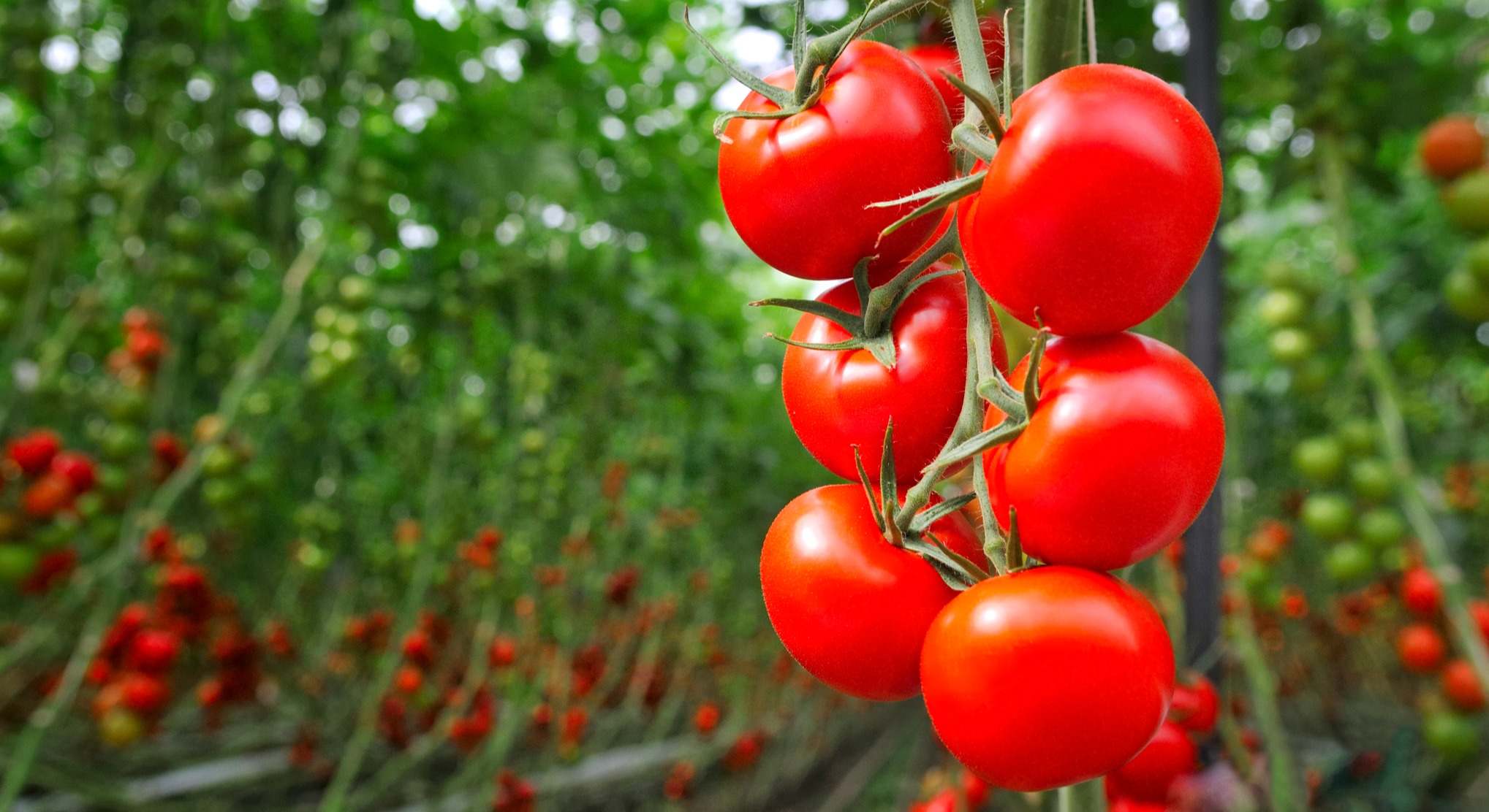 Tomates cultivados