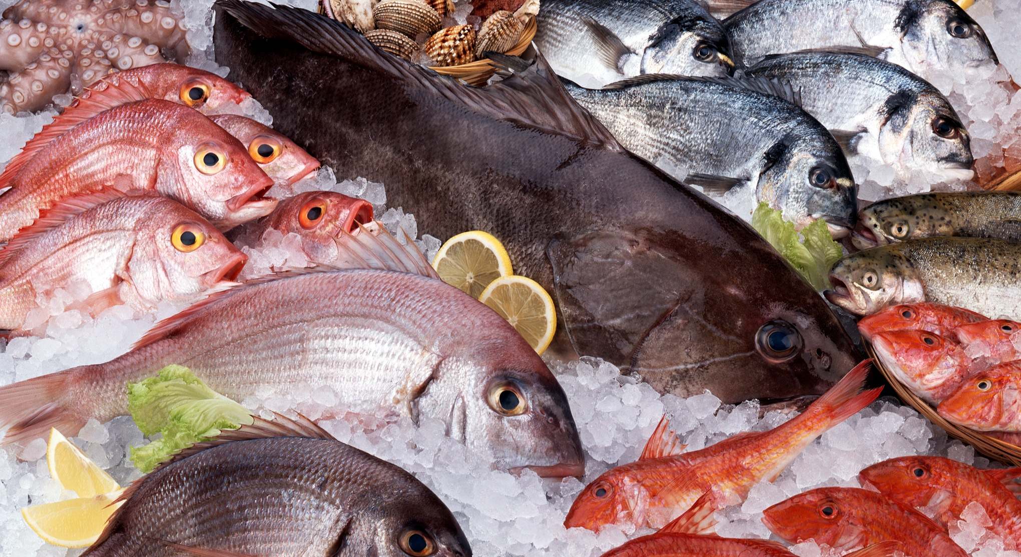 Pescado fresco