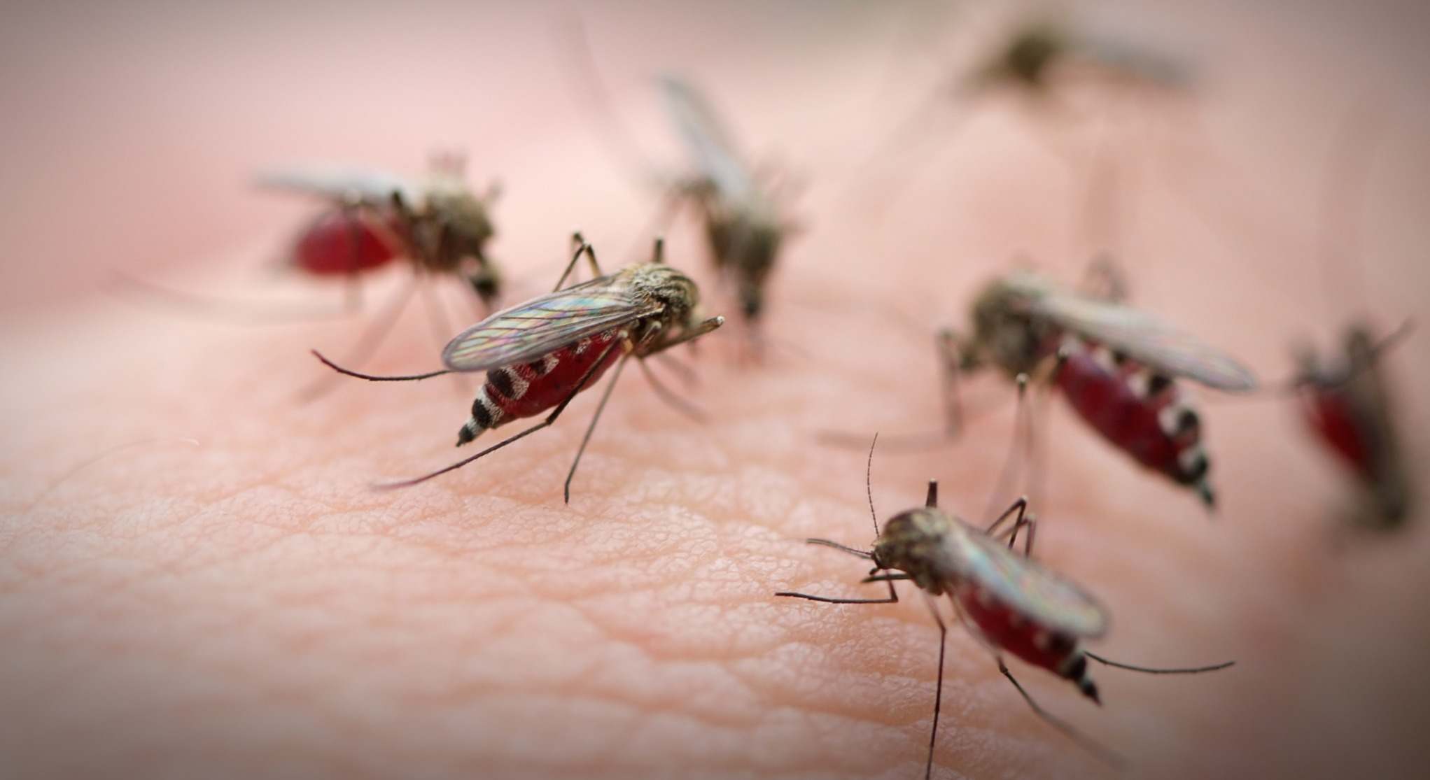 Varios mosquitos en la piel
