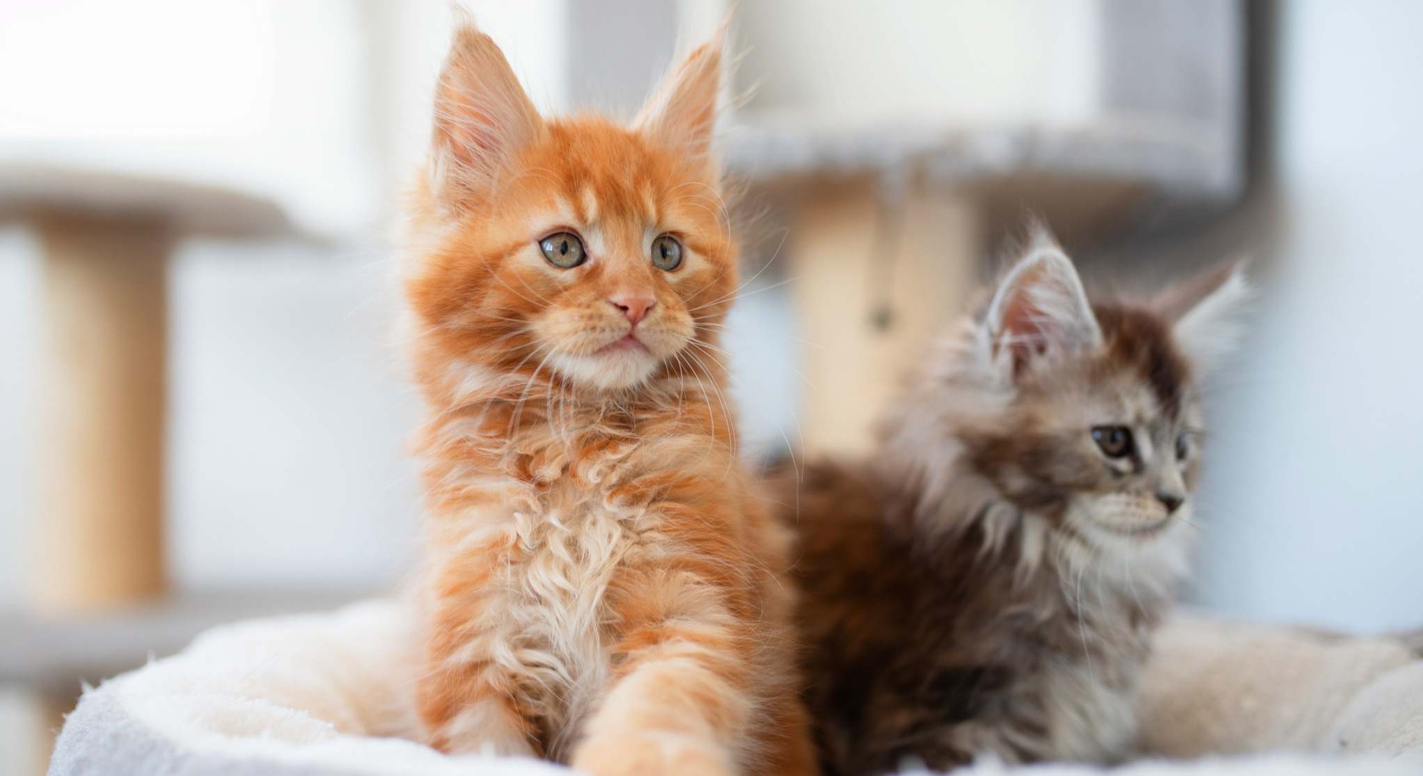Gatos mirando atentamente | Firma: iStock