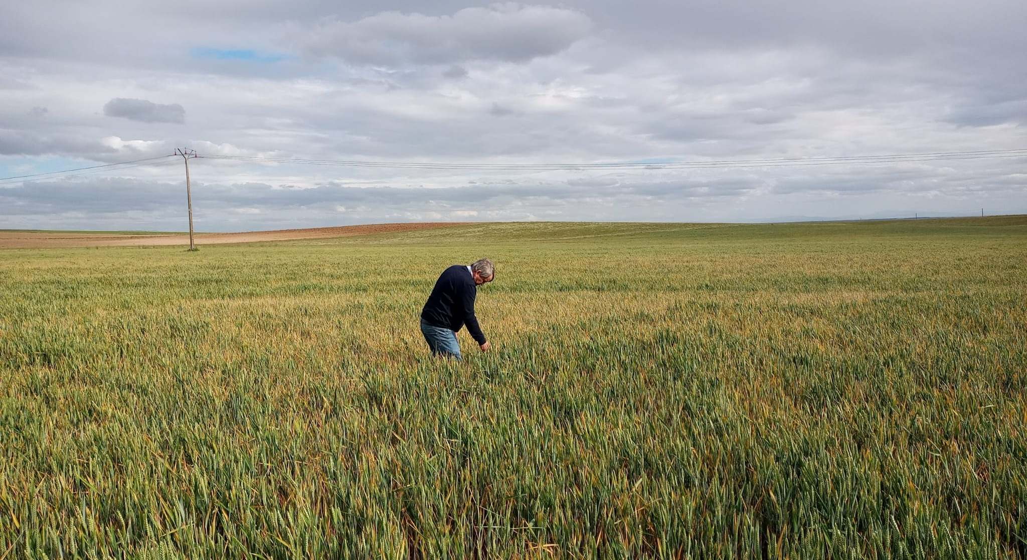 Cultivo de cebada en Nava del Rey (Valladolid)