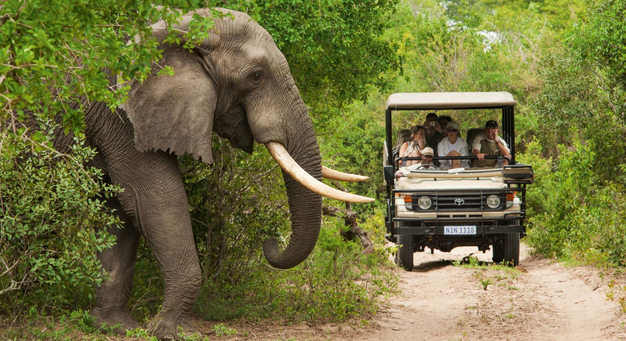 Imagen de archivo de un elefante. / Foto: eE.