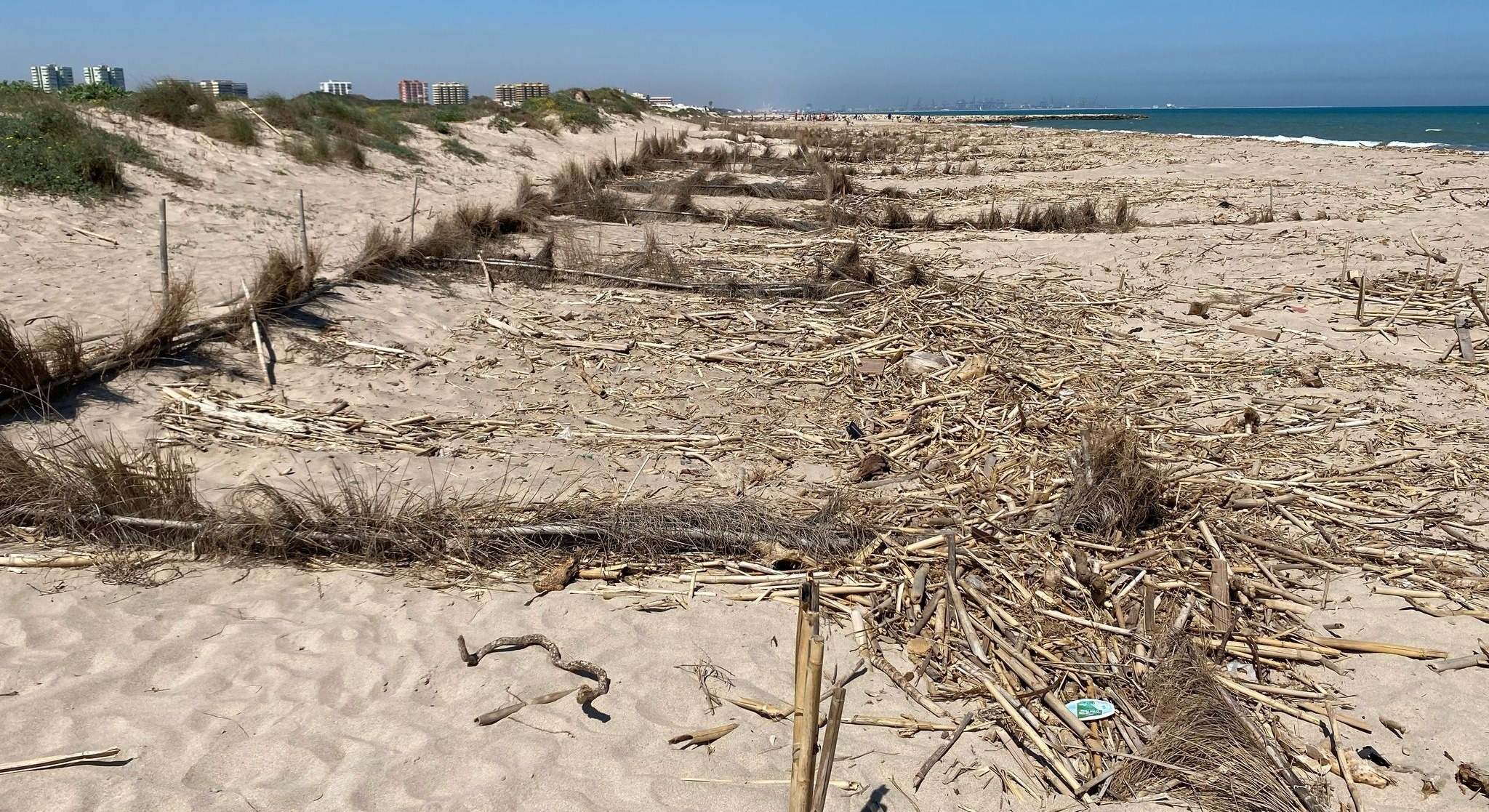 Playa repleta de cañas
