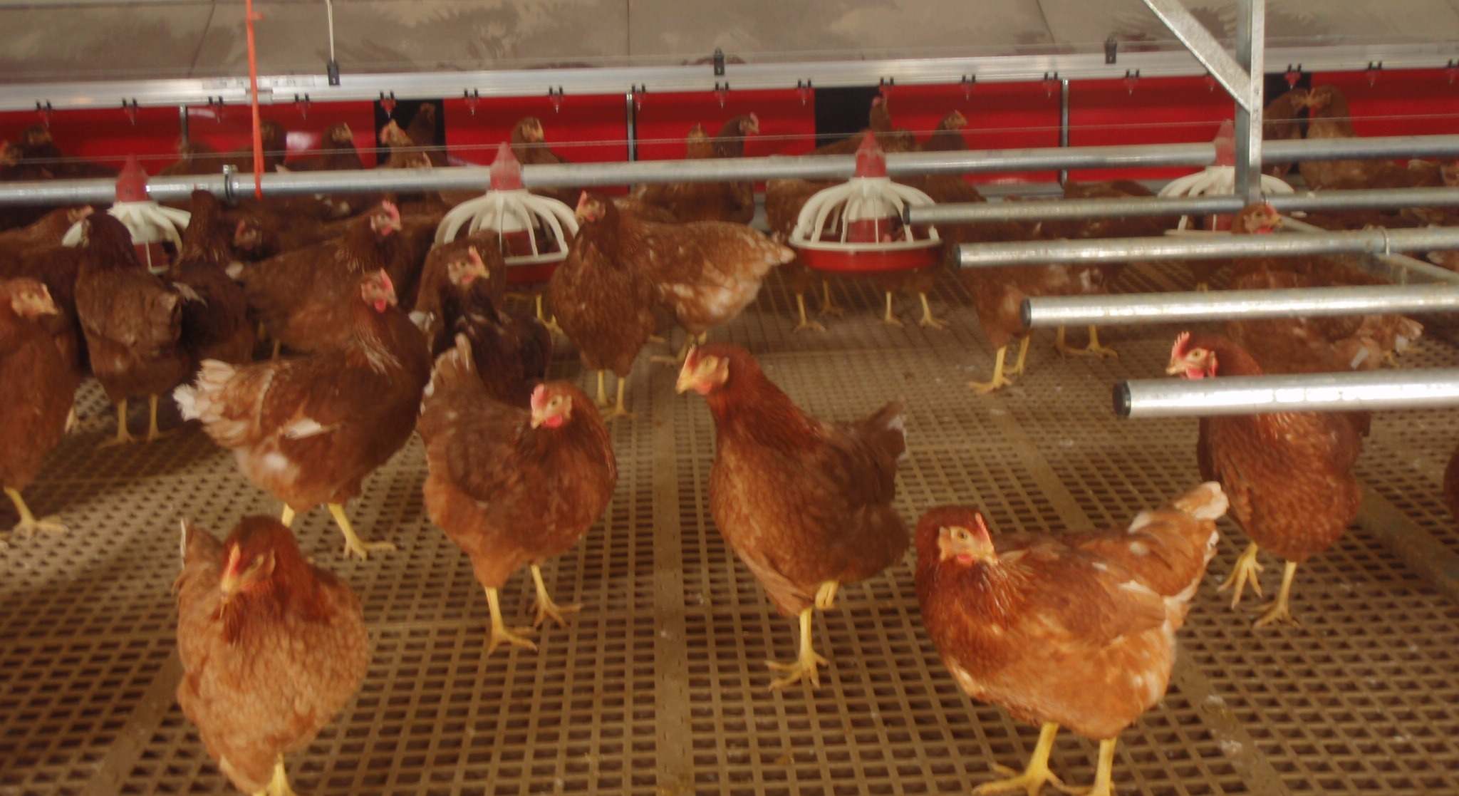 Granja de gallinas