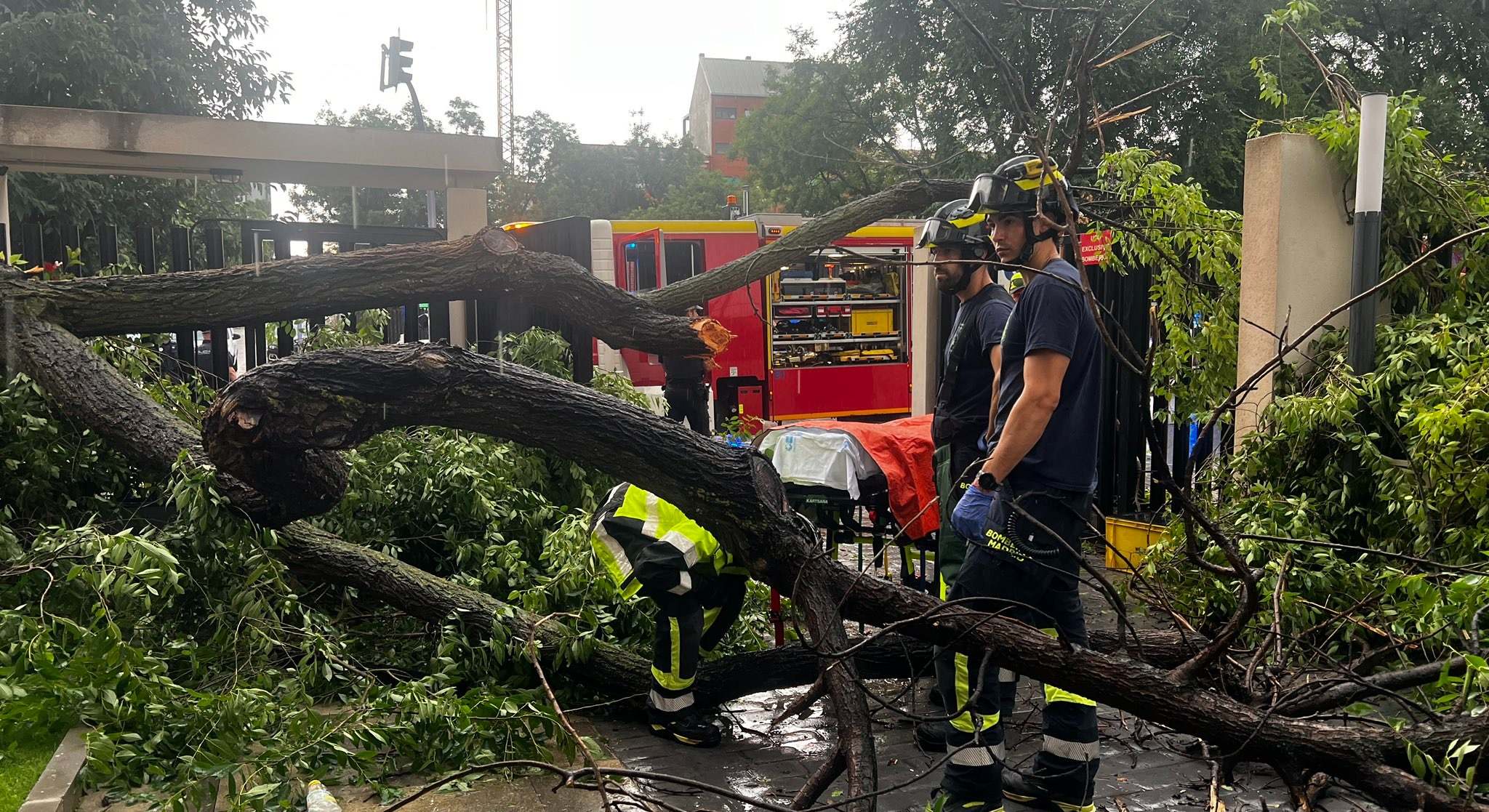Los bomberos de Madrid en el lugar donde cayó el árbol