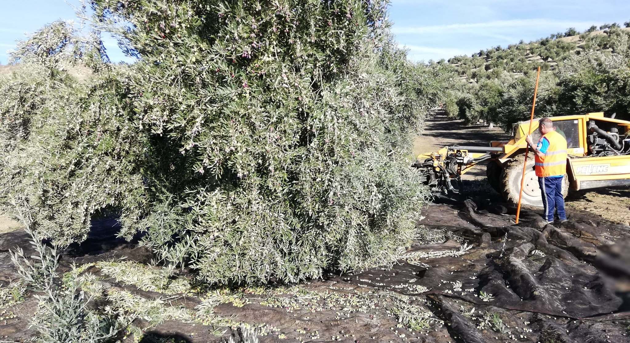 Recogida de aceituna en un olivar jienense.