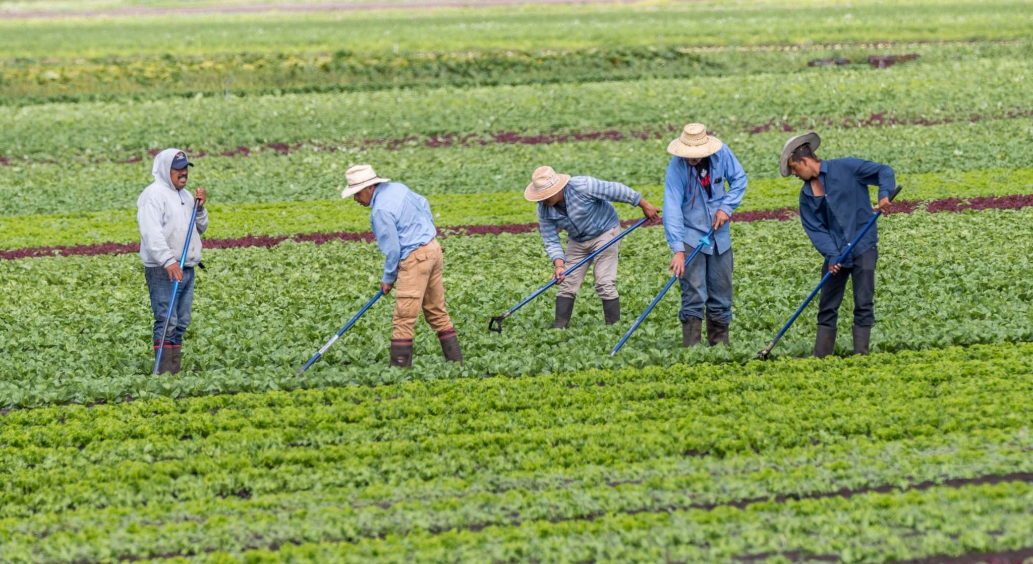 Trabajadores agrícolas inmigrantes
