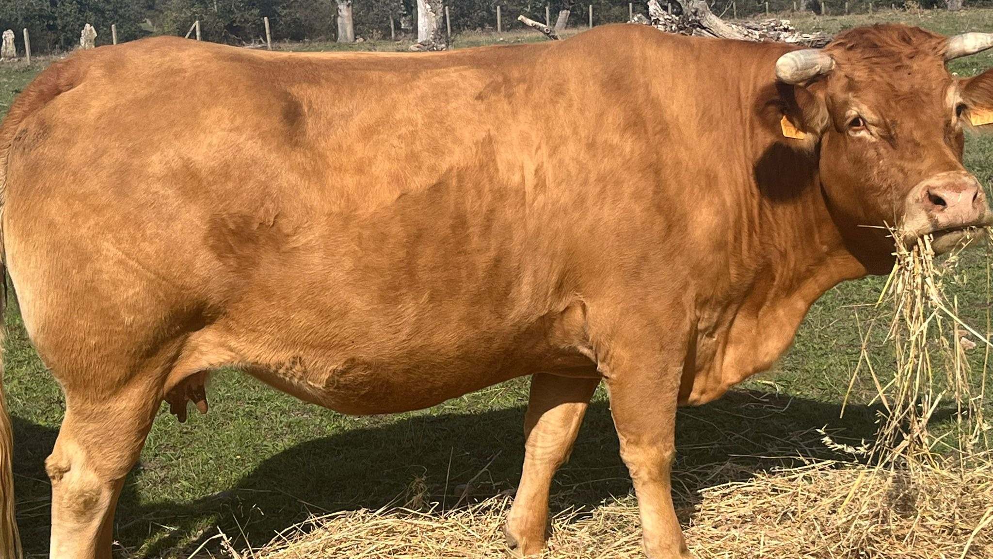 Vaca de engorde