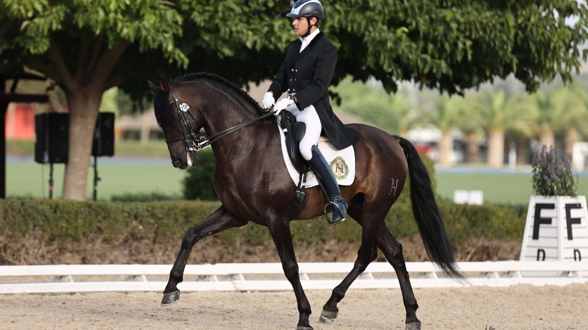 El caballo C. Flamenco, de la yeguada extremeña Castelnovo, competirá en la final Campeonato Mundial de Doma Clásica (PRE) en SICAB (Sevilla)