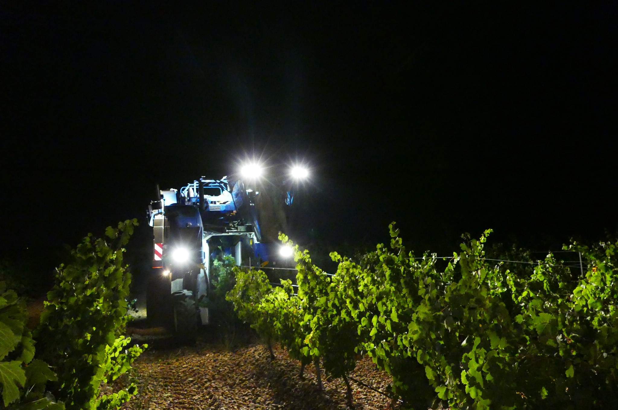 VENDIMIA-RUEDA-1-1.jpg