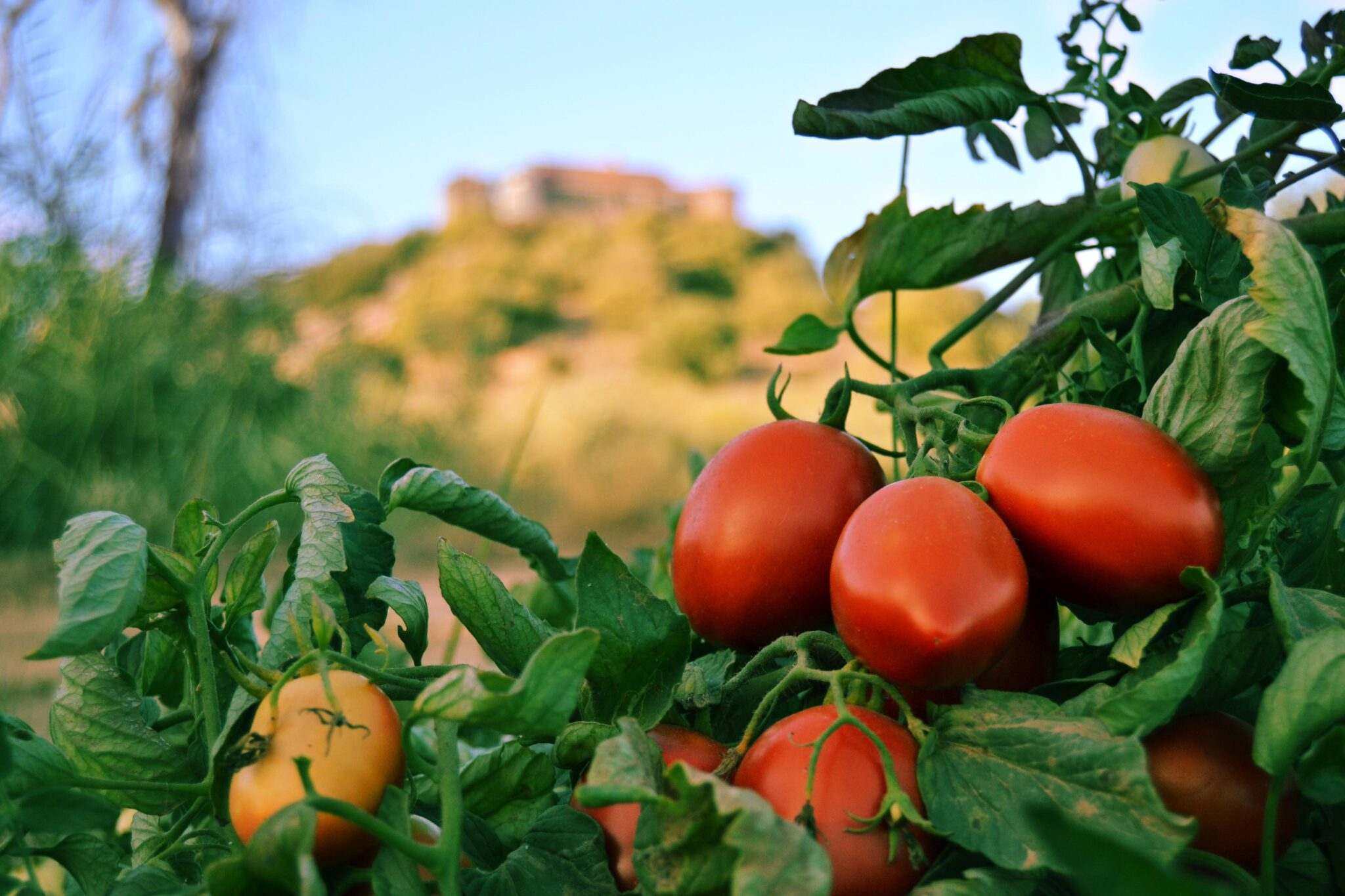 Plantaciones de tomates