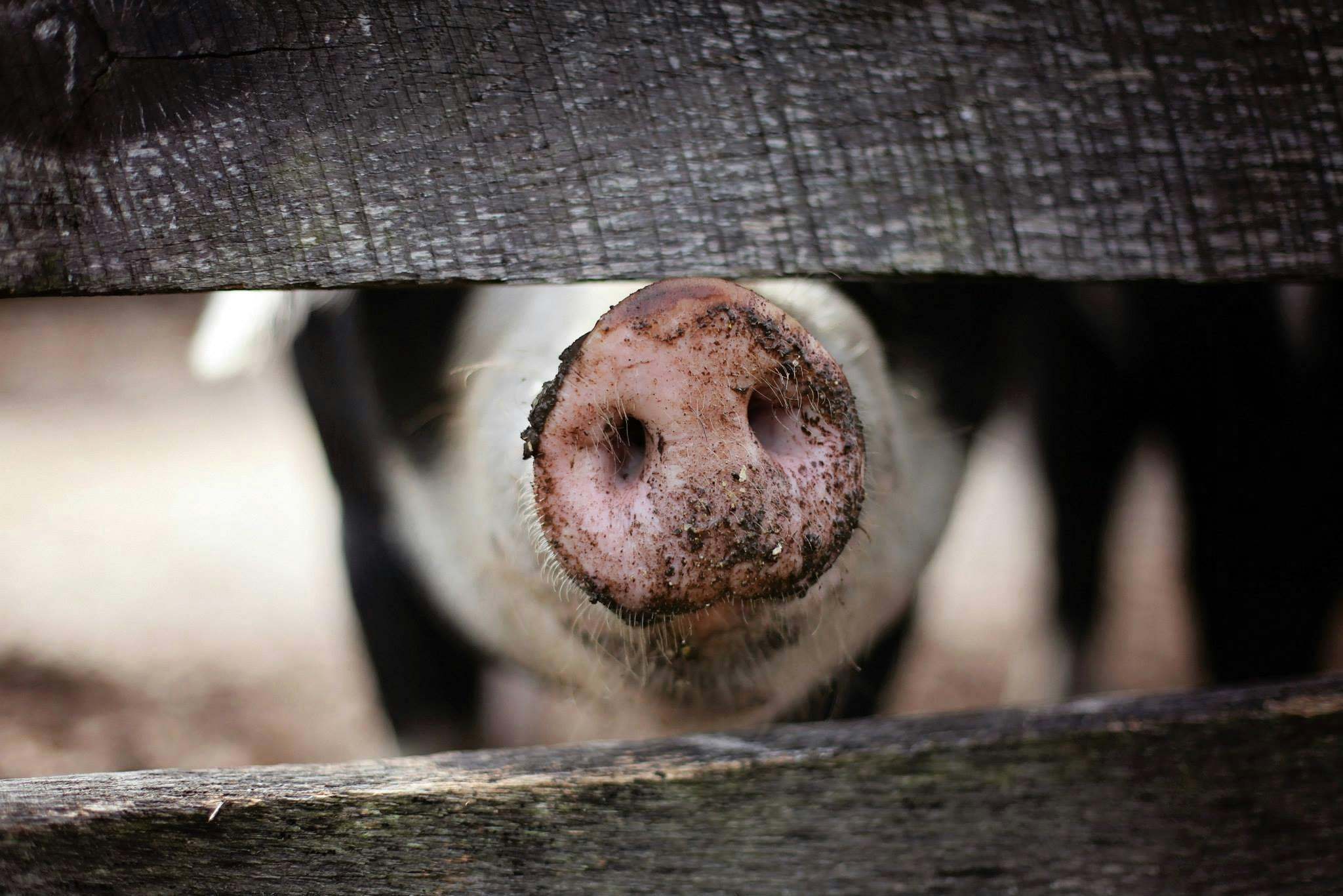 El Departamento de Agricultura de EEUU confirma el primer caso de virus H5N1 en un cerdo en Oregó