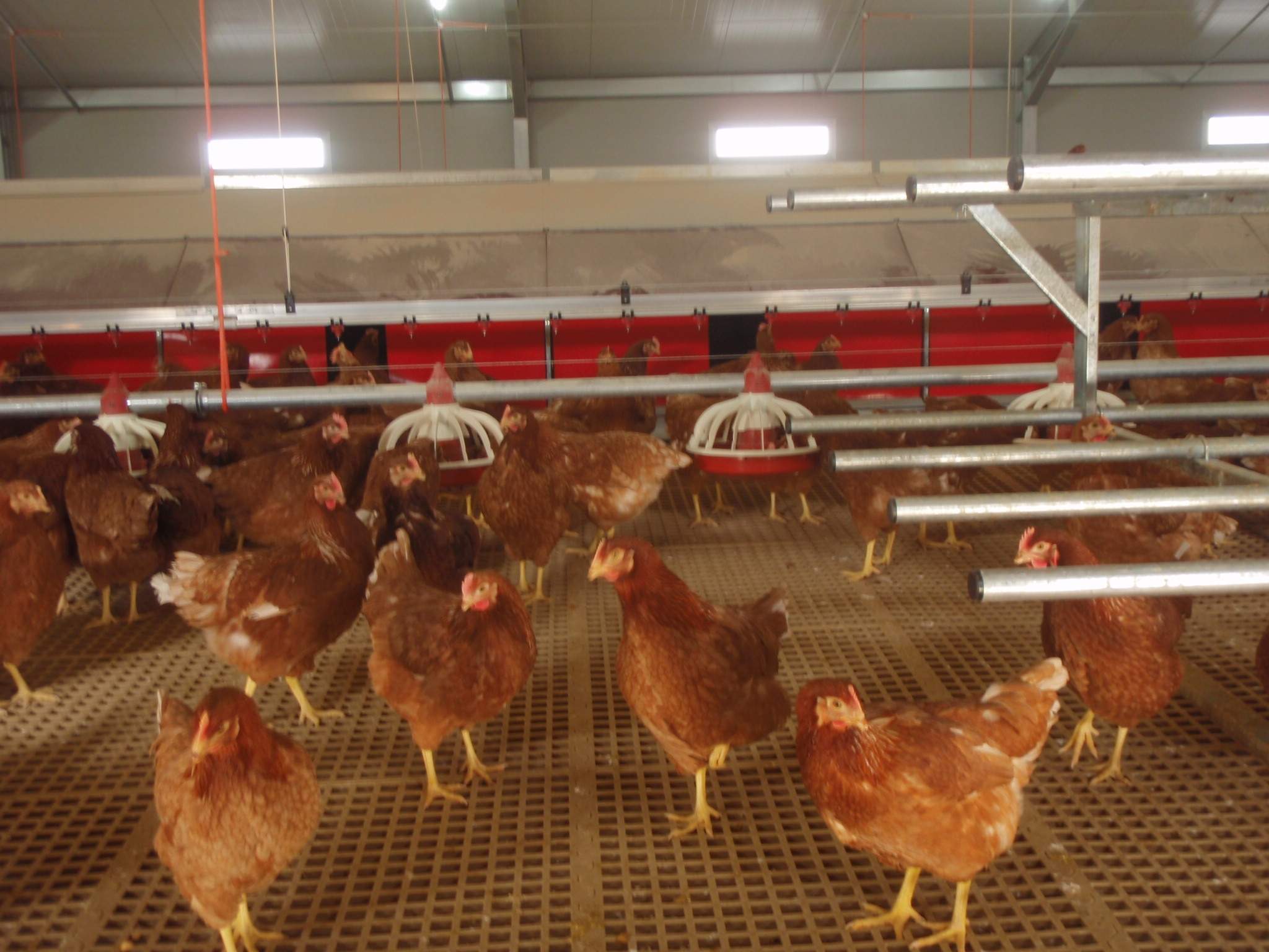 gallinas.JPG