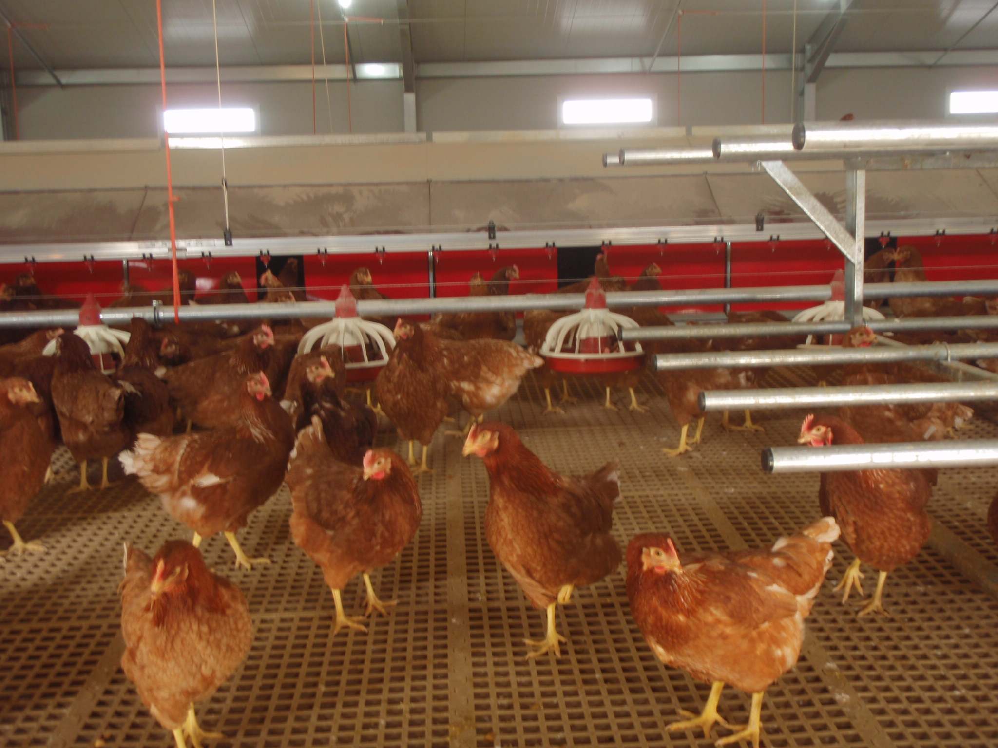 Granja de gallinas
