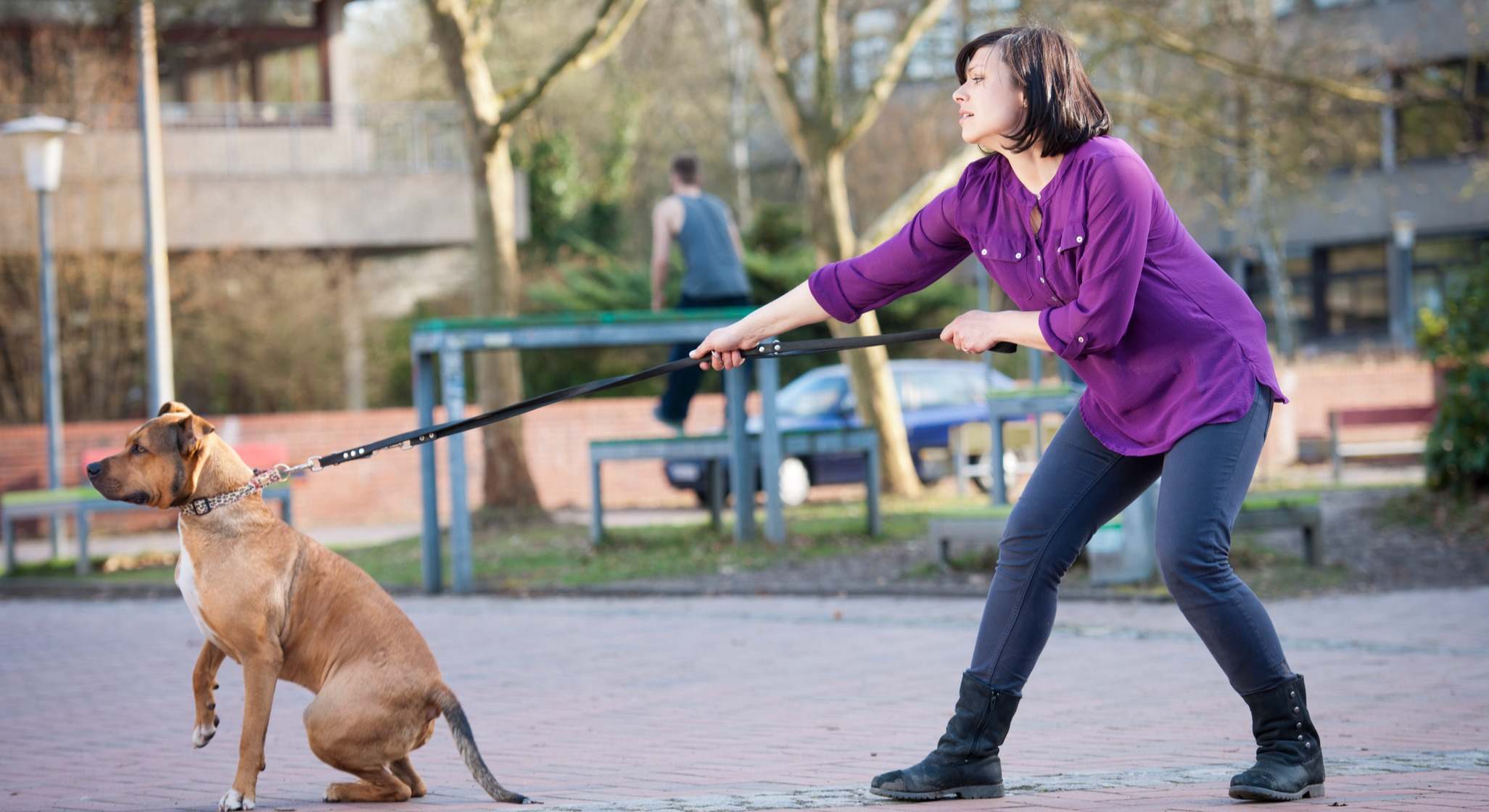 Perro tirando de la correa