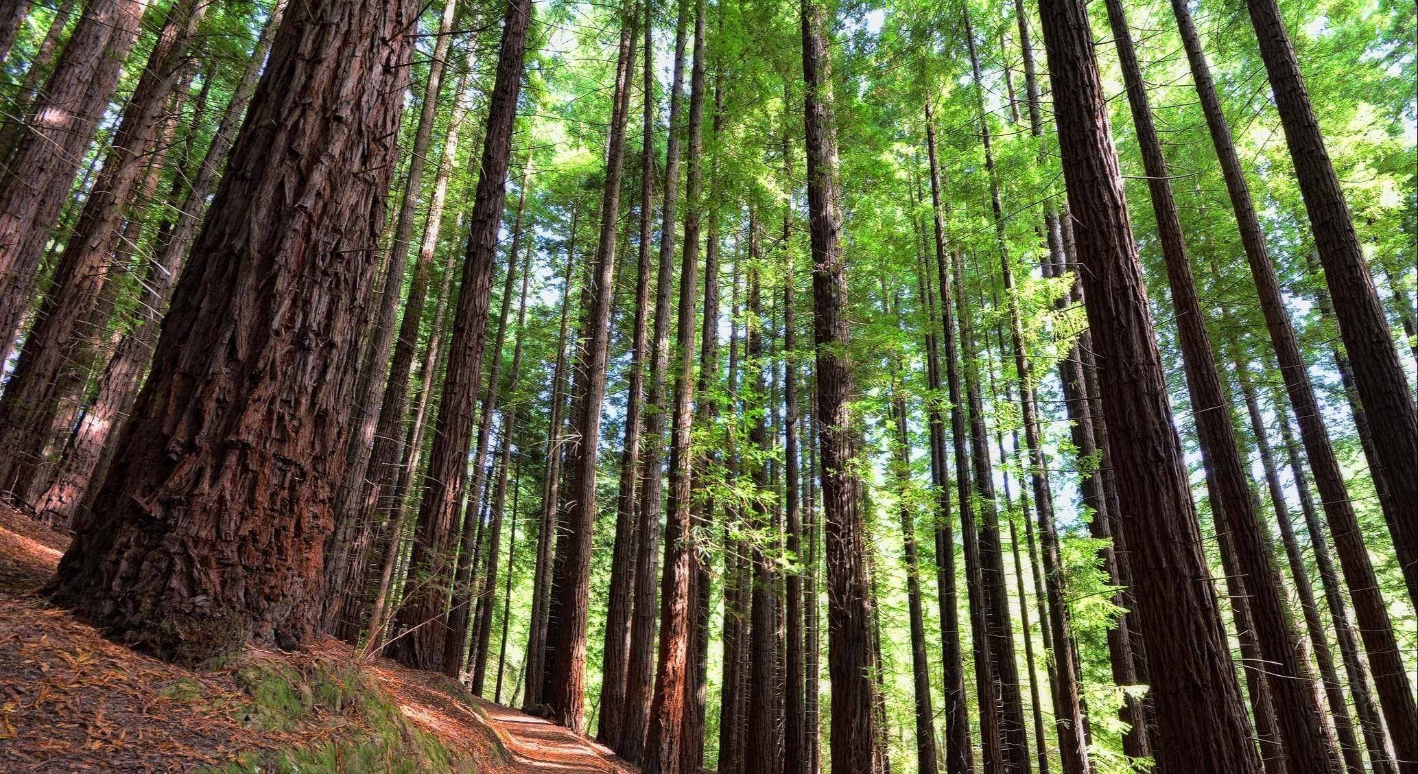 Bosque de Secuoyas de Cabezón de la Sal, en Cantabria