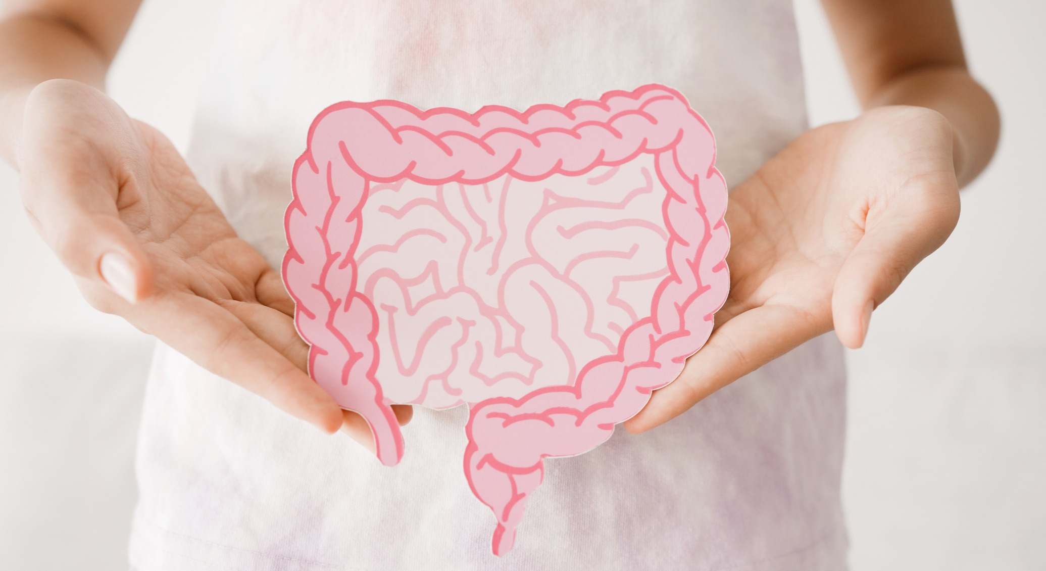 Manos sujetando un dibujo del intestino